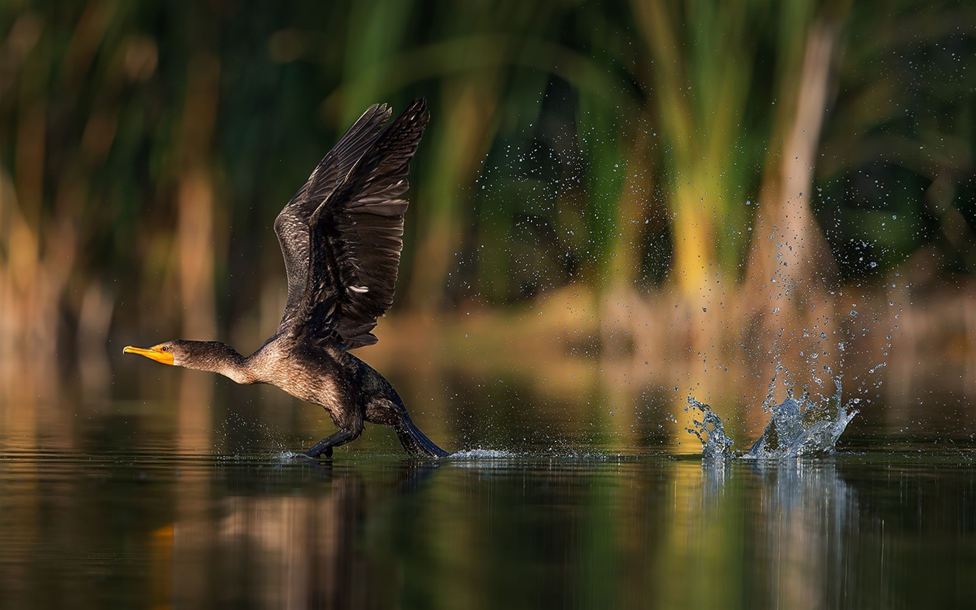 Cormorant Bird Taking Off From Lake Water Desktop Wallpaper