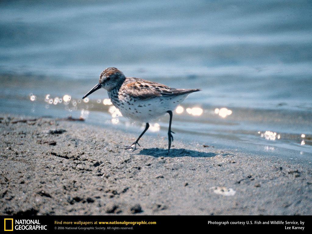 sandpiper image. sandpipers are most often seen poking