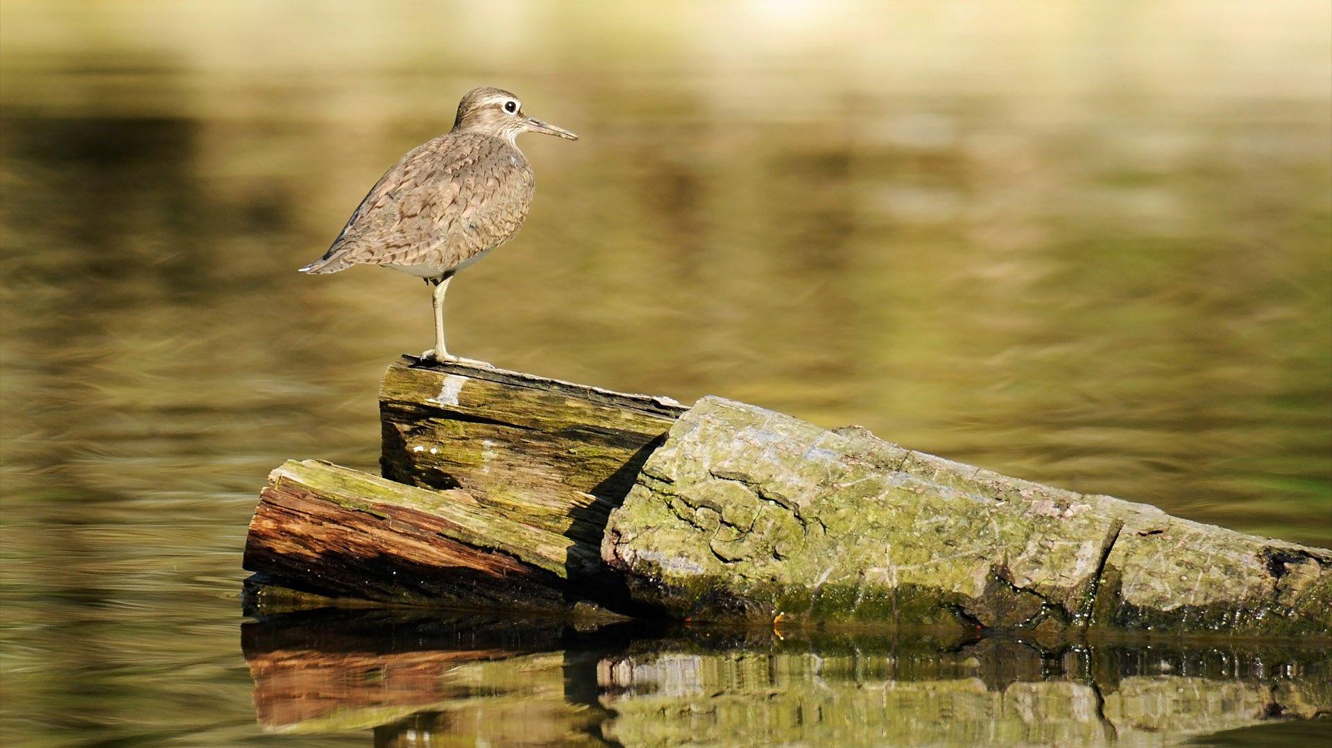 Sandpiper Wallpaper and Background Imagex1078