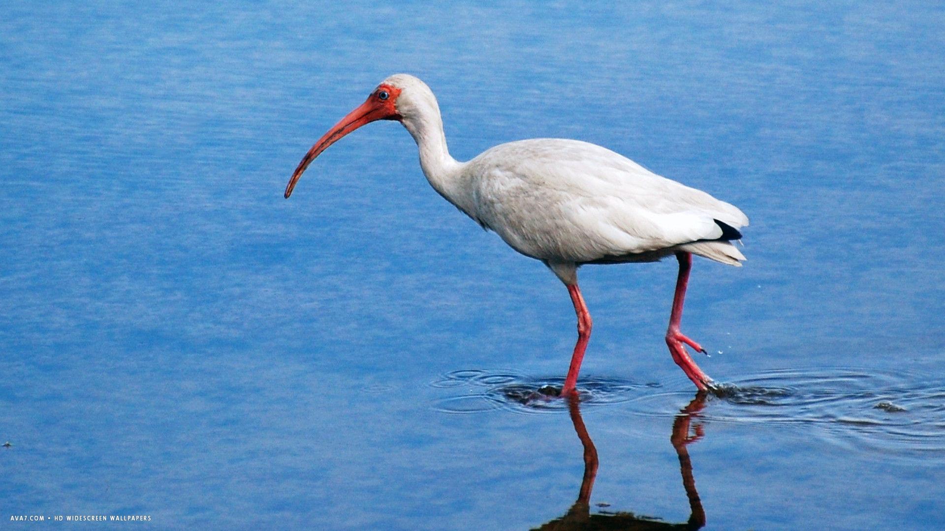 ibis white bird HD widescreen wallpaper / birds background