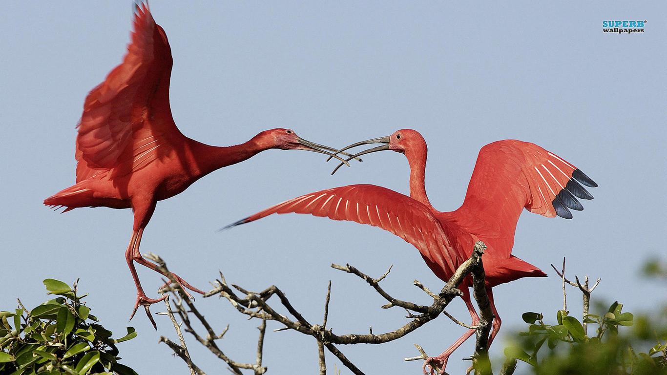 Scarlet Ibis Wallpaper and Background Imagex768