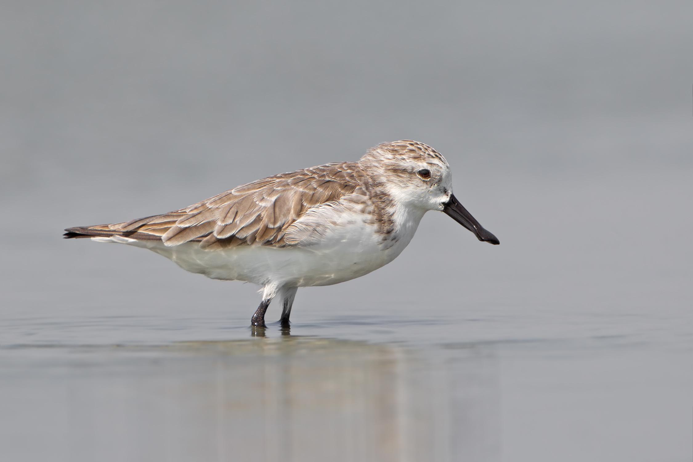Spoon Billed Sandpiper Photo And Wallpaper. Collection
