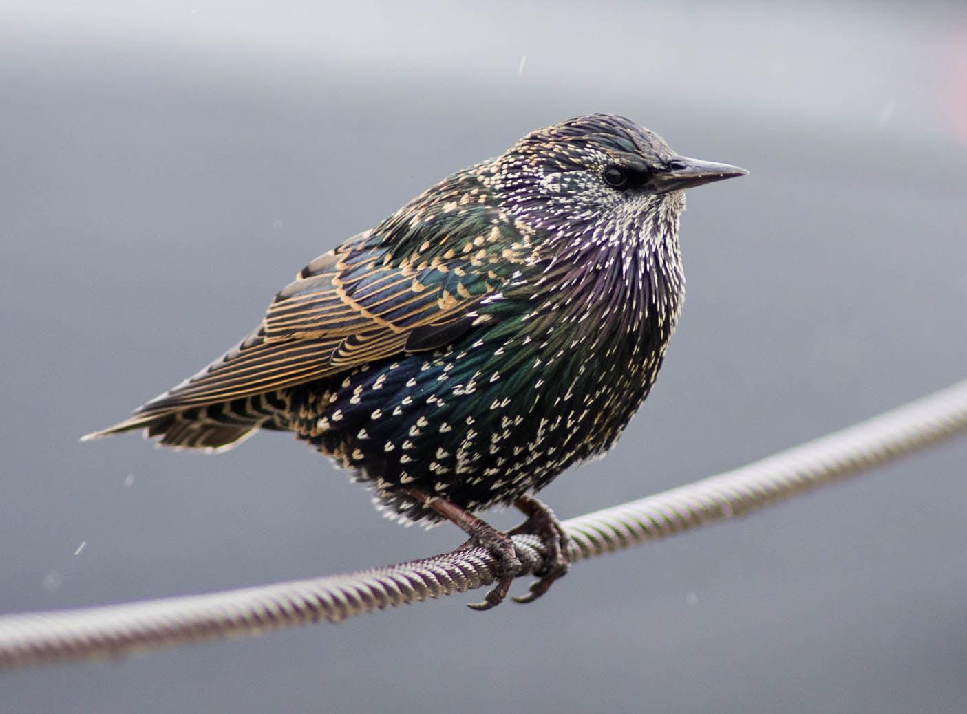 Green and black short beak bird perching on wire, european