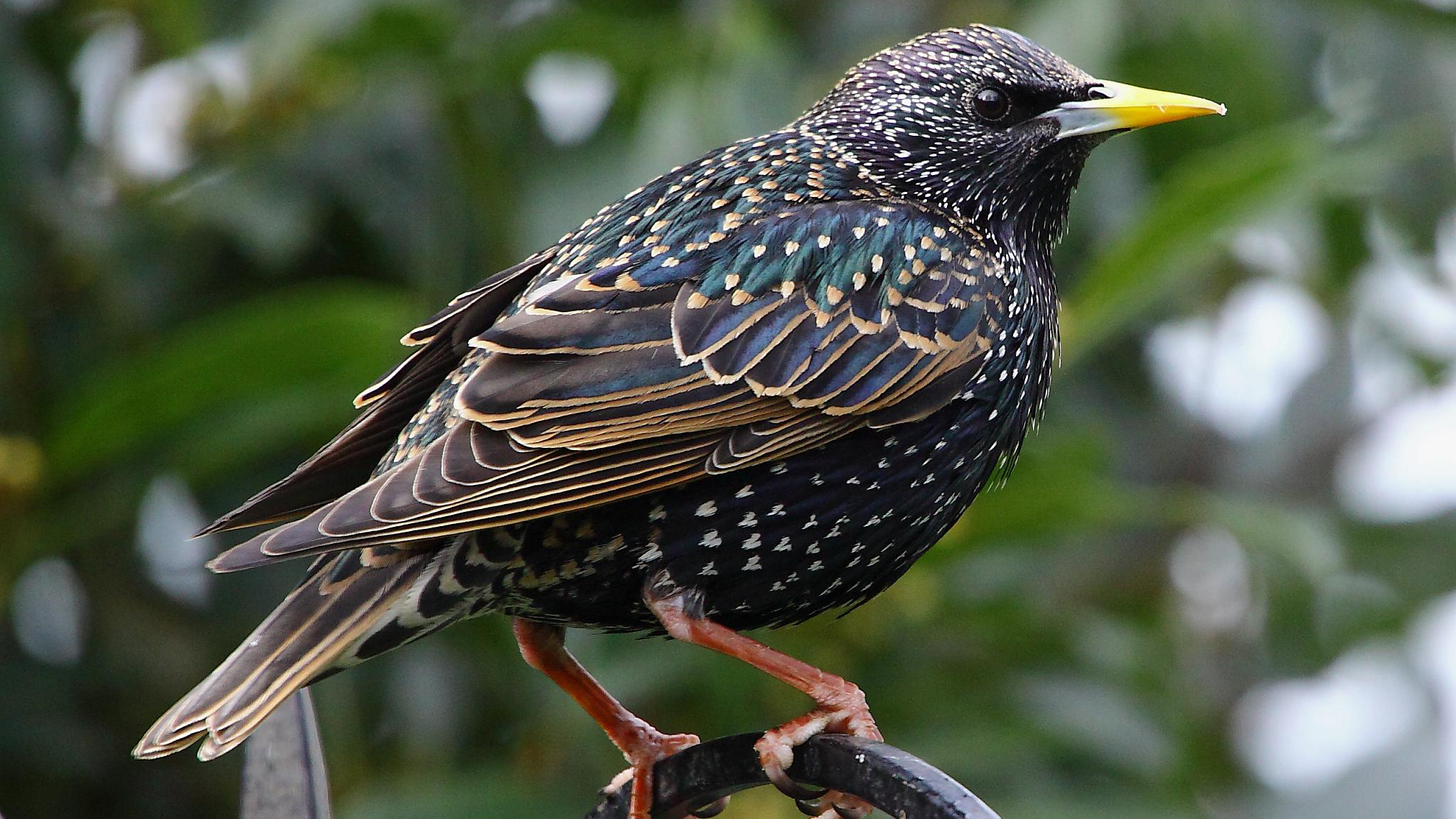 Starling by Tim Felce HD Wallpaper. Background Image
