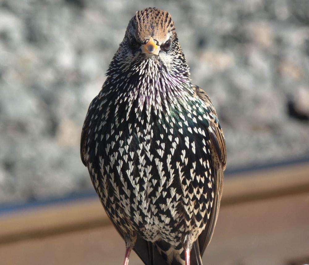Starling Picture. Download Free Image