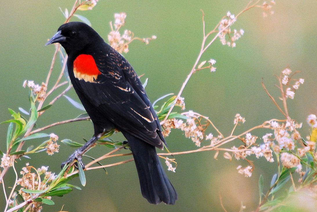 Red winged Blackbird. Red wing