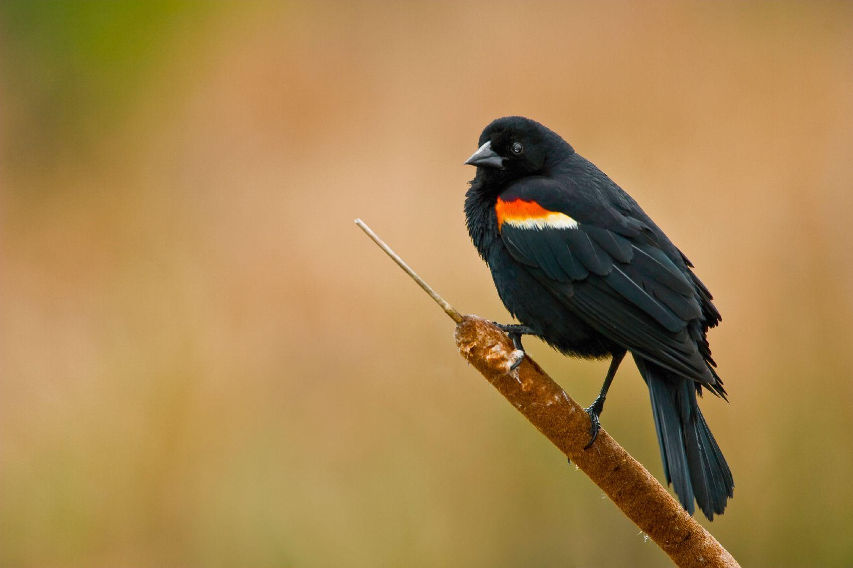 Red Winged Blackbird. Birds, Red Wing Blackbird, Bird Wallpaper