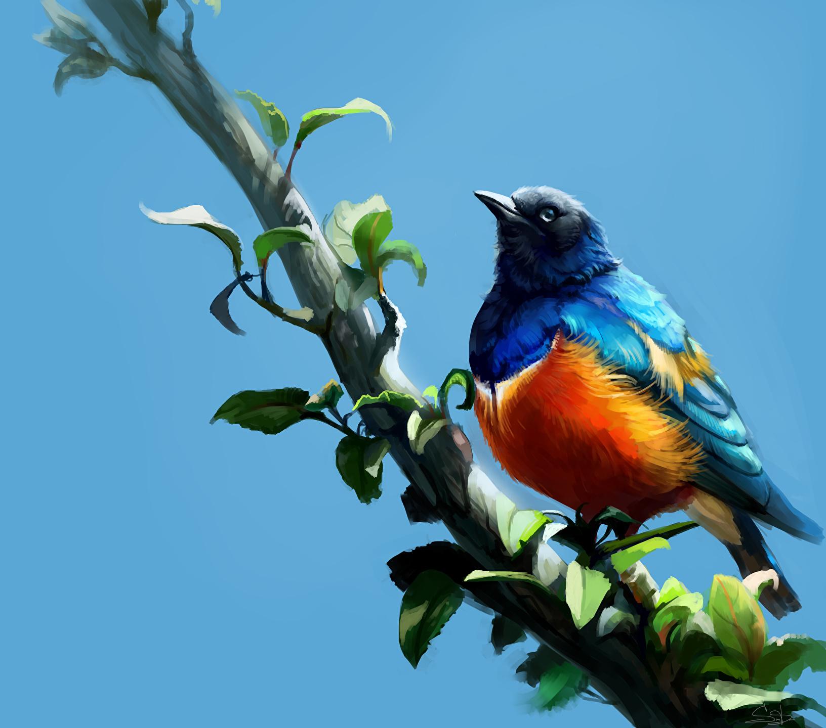 Wallpaper Birds Superb Starling Branches Animals Painting Art