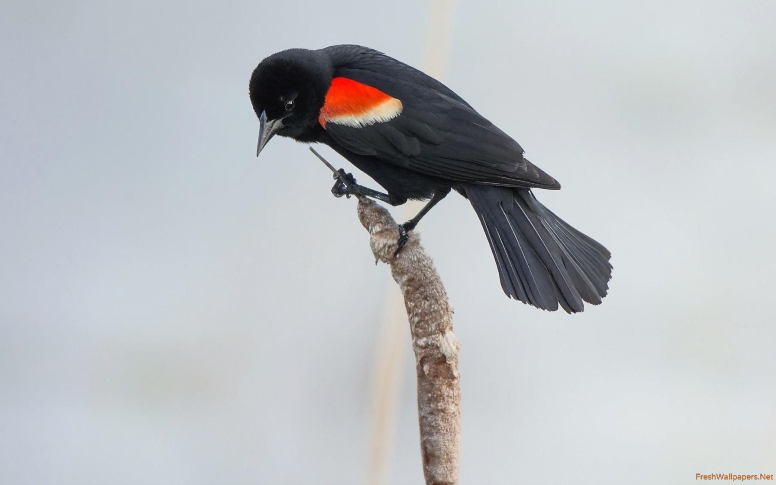 Red Winged Blackbird On A Cattail Wallpaper