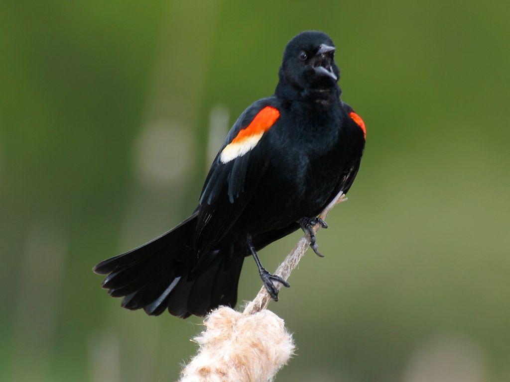 The Red Winged Blackbird Is A Sure Sign Of Spring When They