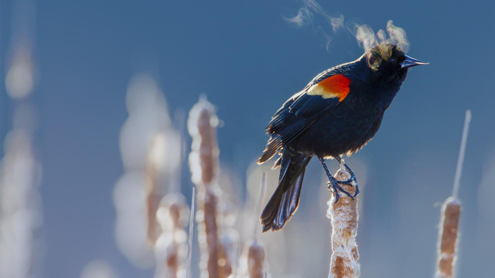 A Red Winged Blackbird In Minneapolis