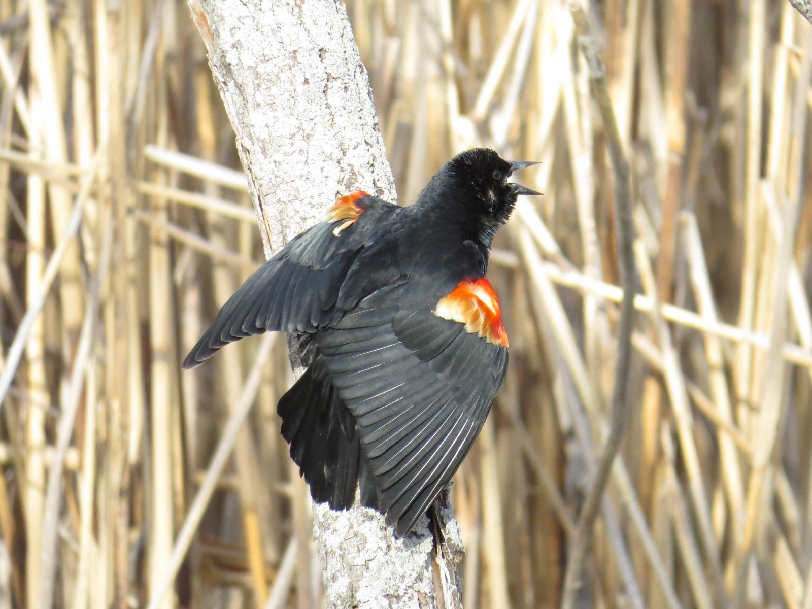 Red Winged Blackbirds Showing Off