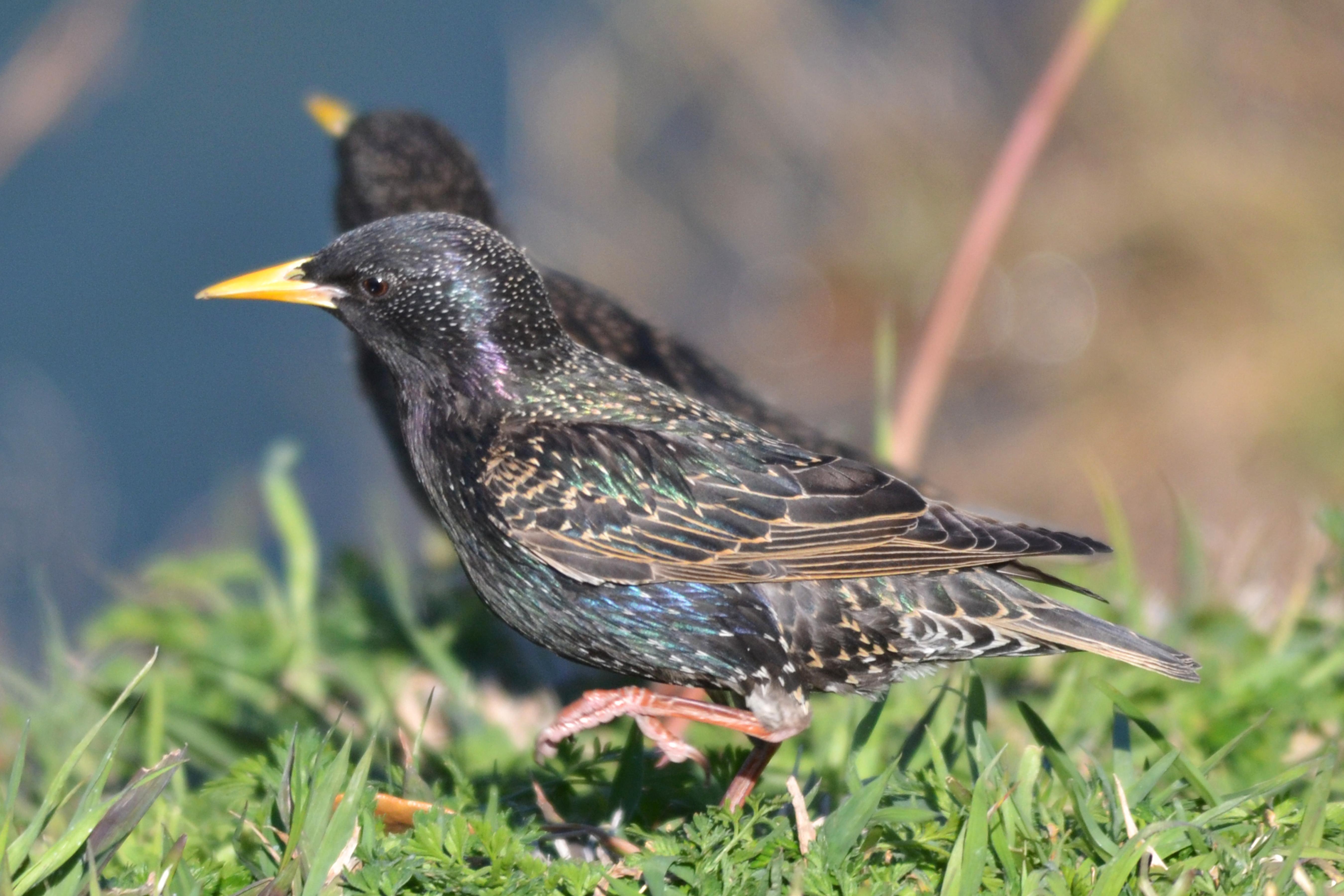5400x3600 starling HD background. starling