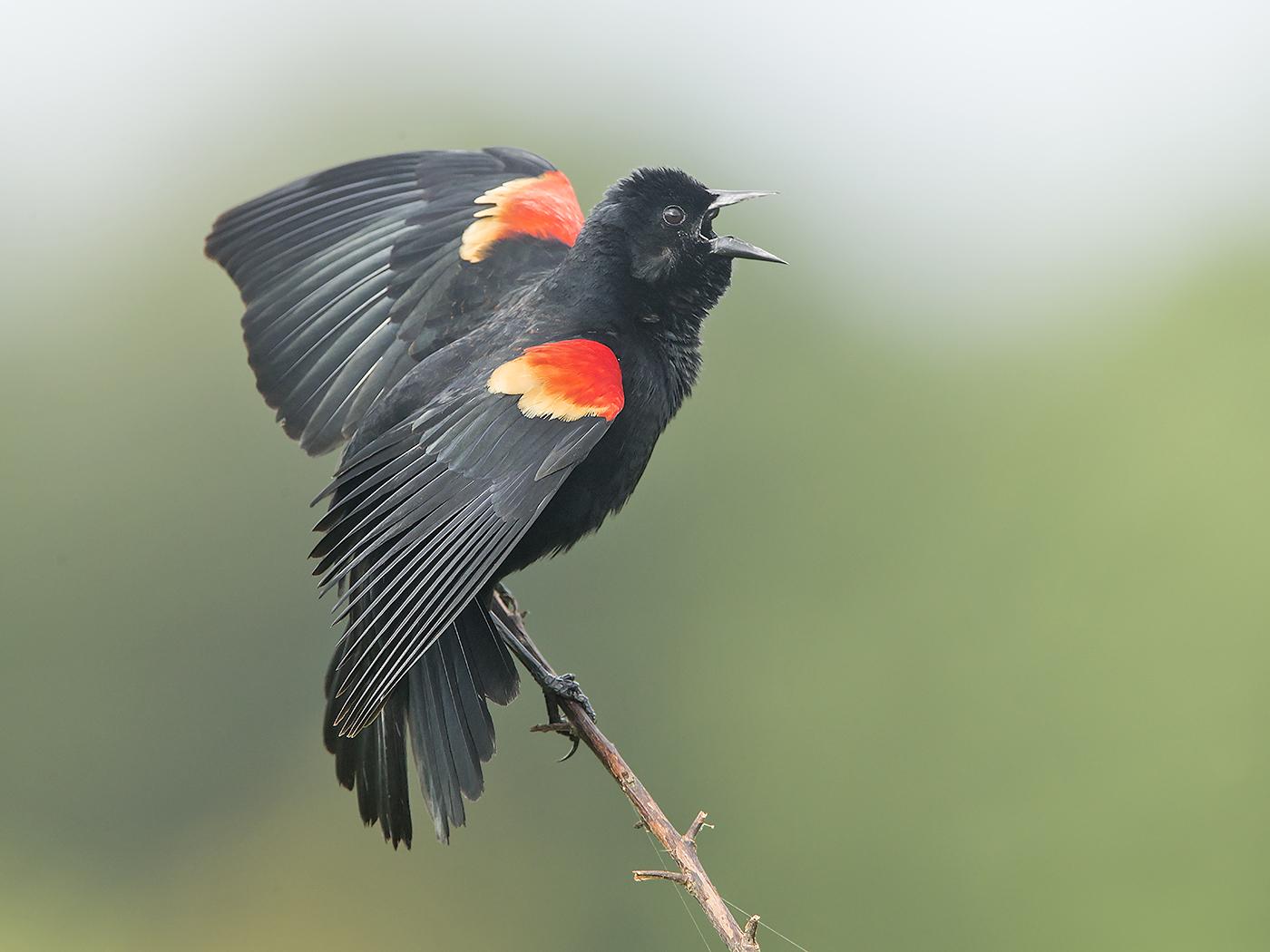 Details, Red Winged Blackbird