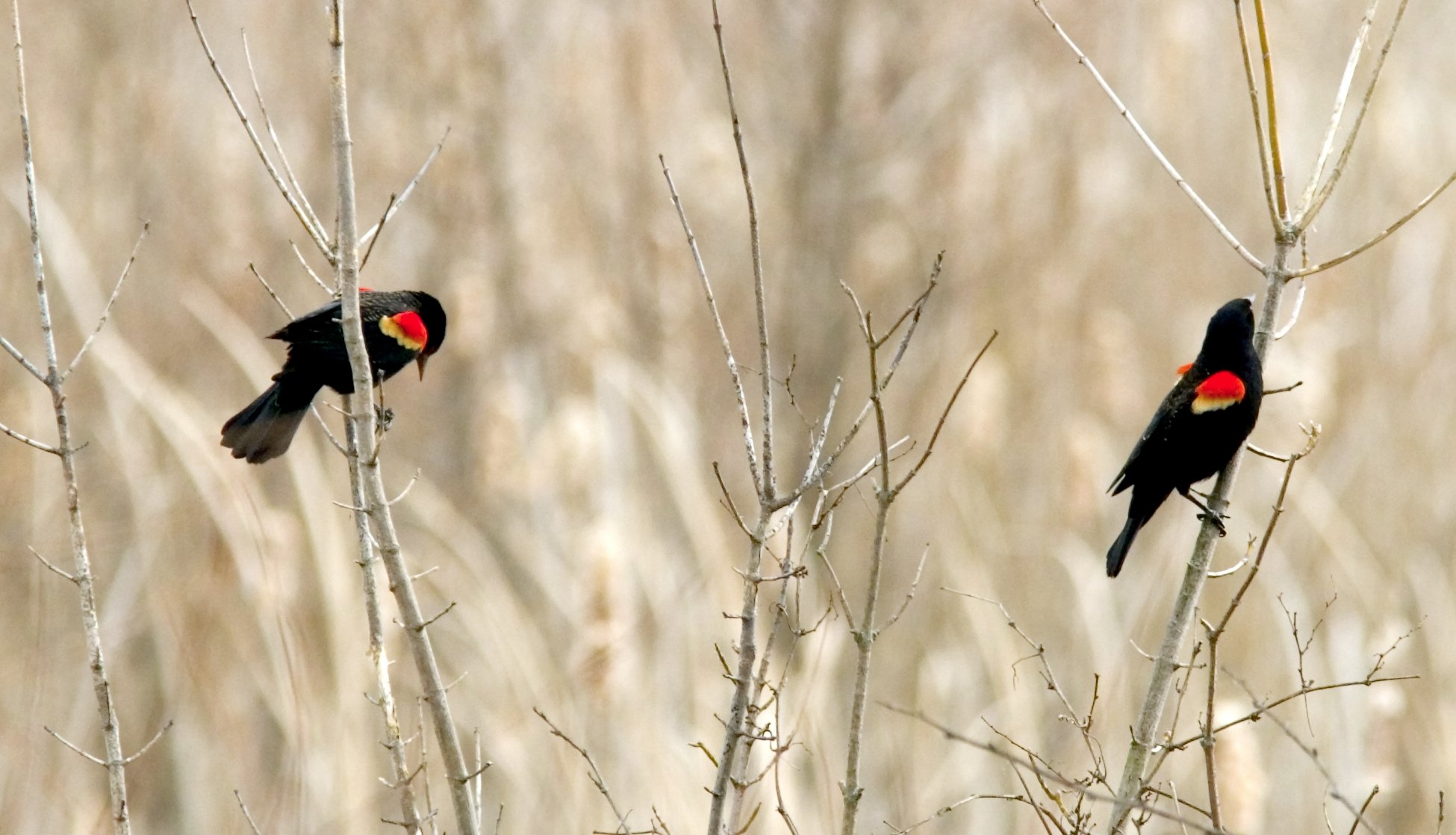 Ohio Bird Photo Collection: Red Winged Male Blackbirds