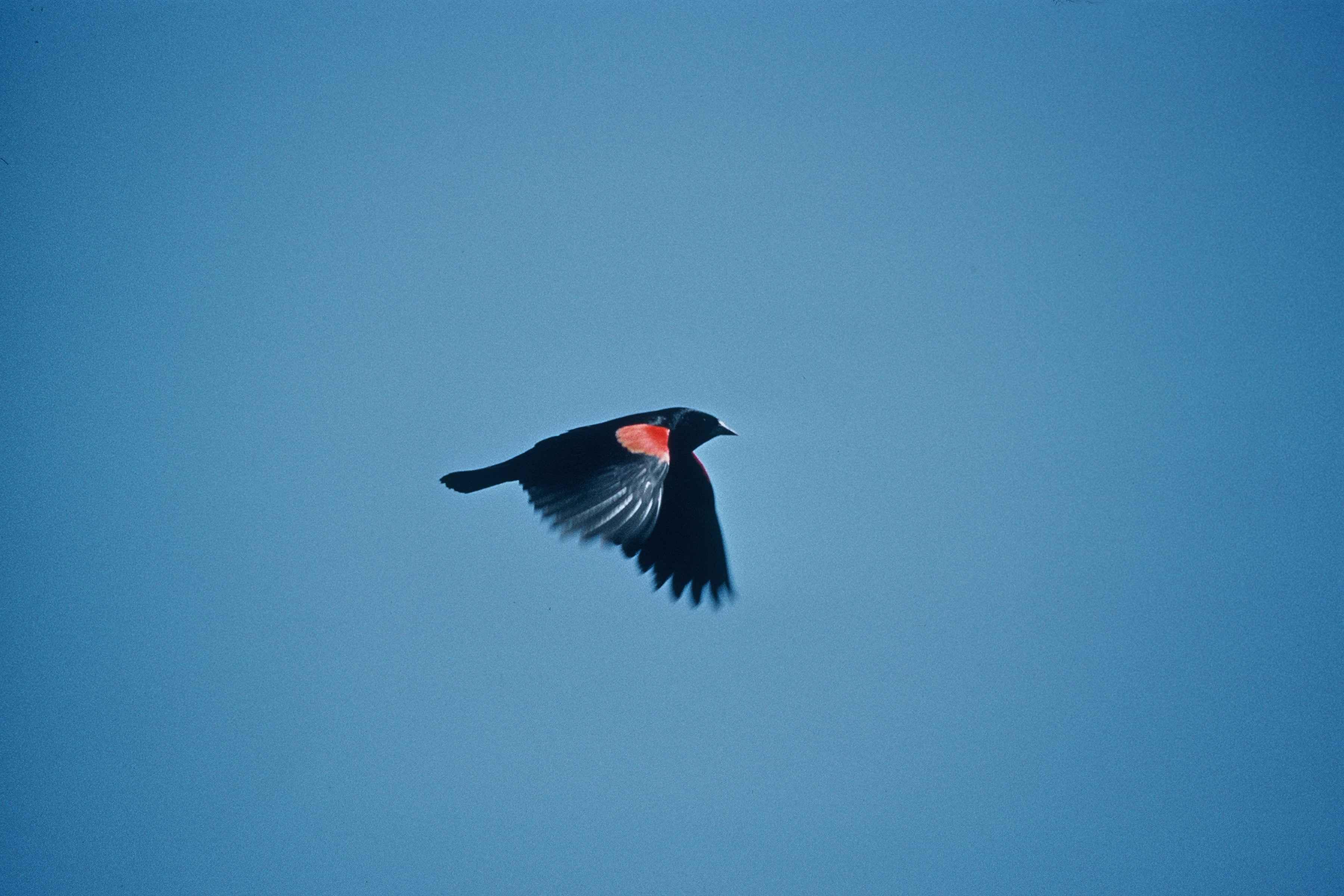 Red winged blackbird free image, public domain image
