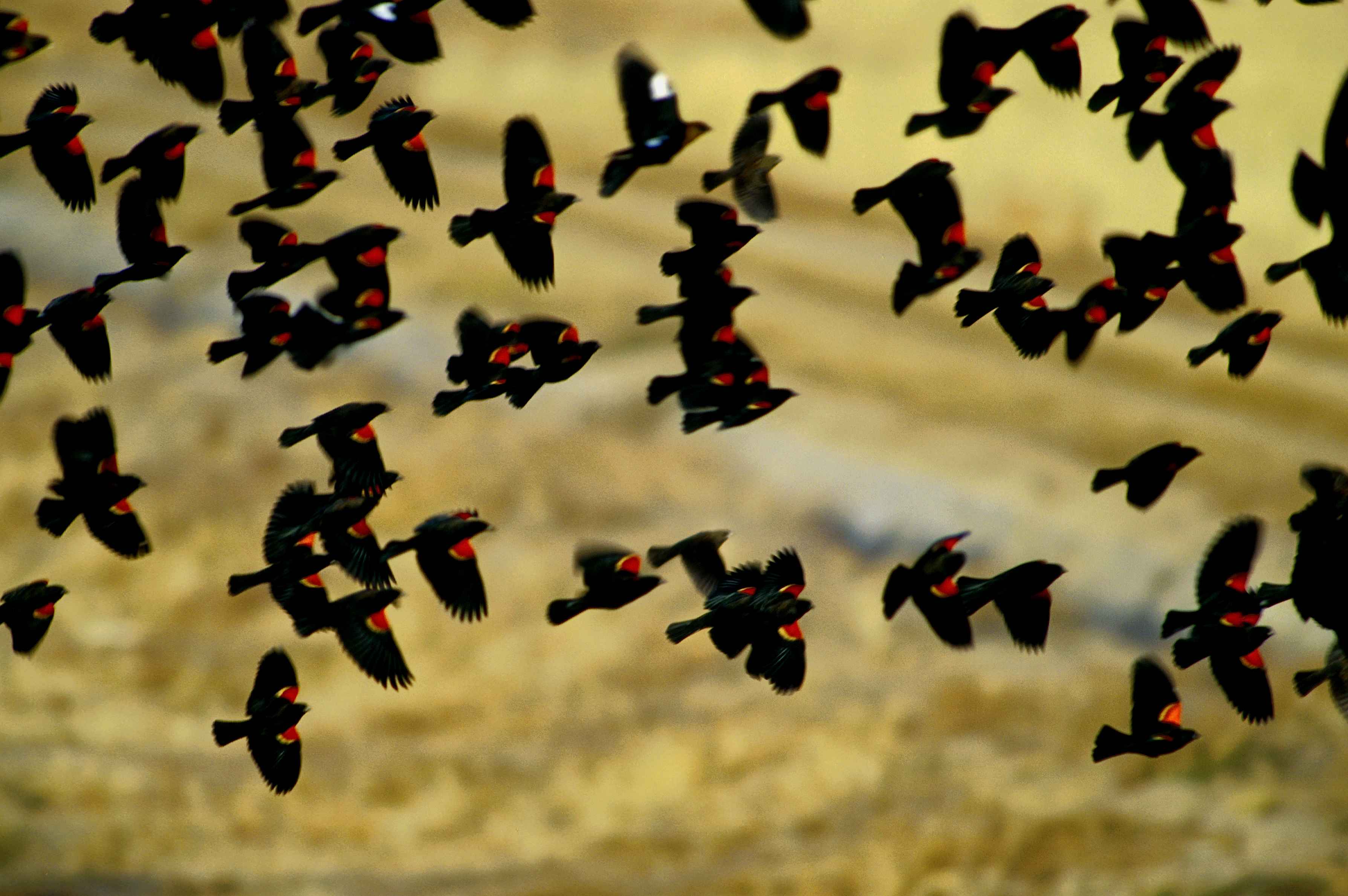 Red winged blackbird free image, public domain image