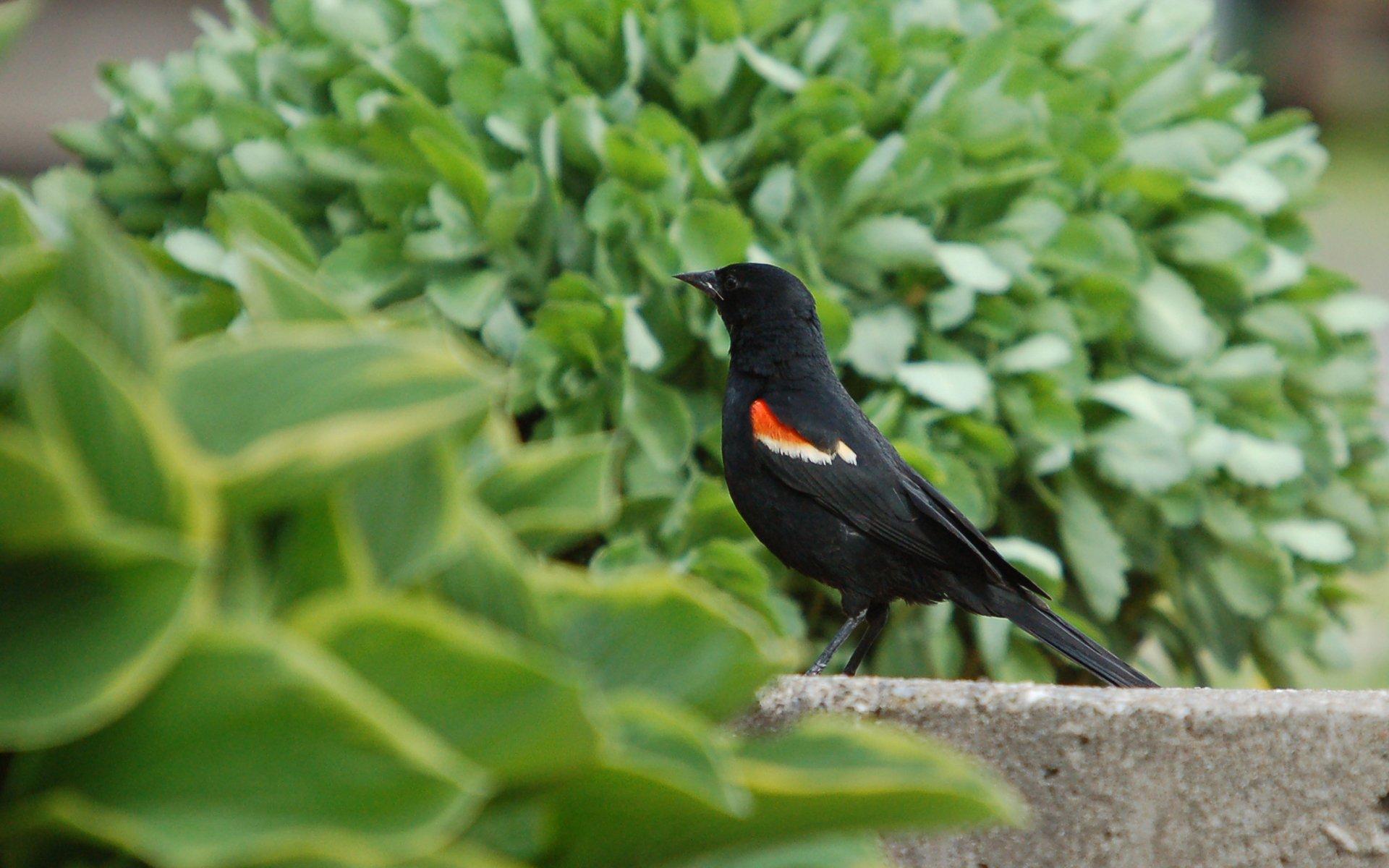 Moril Red Winged Blackbird On Thr Ground HD Wallpaper