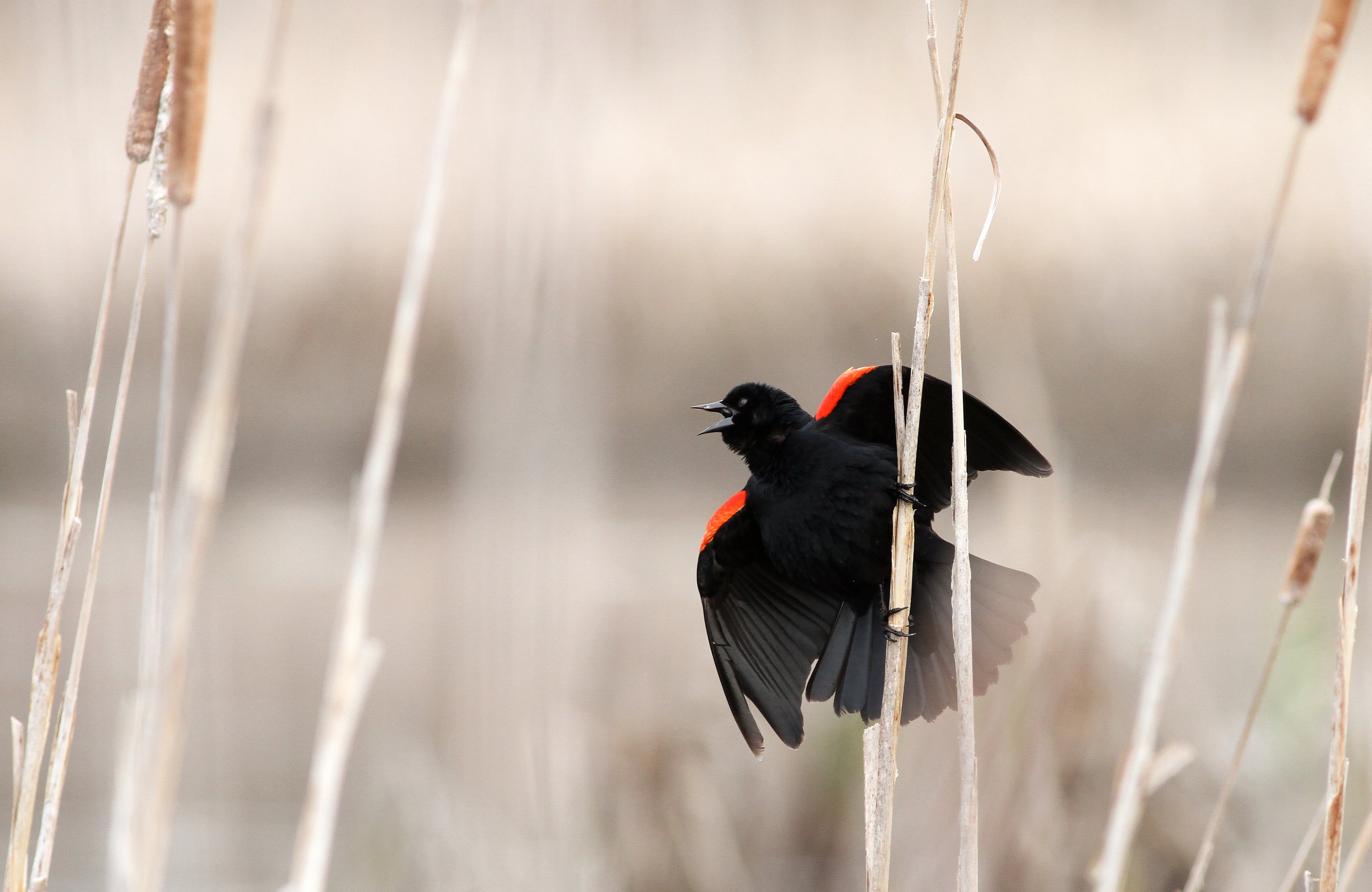 Red And Black Bird, Red Winged Blackbird HD Wallpaper