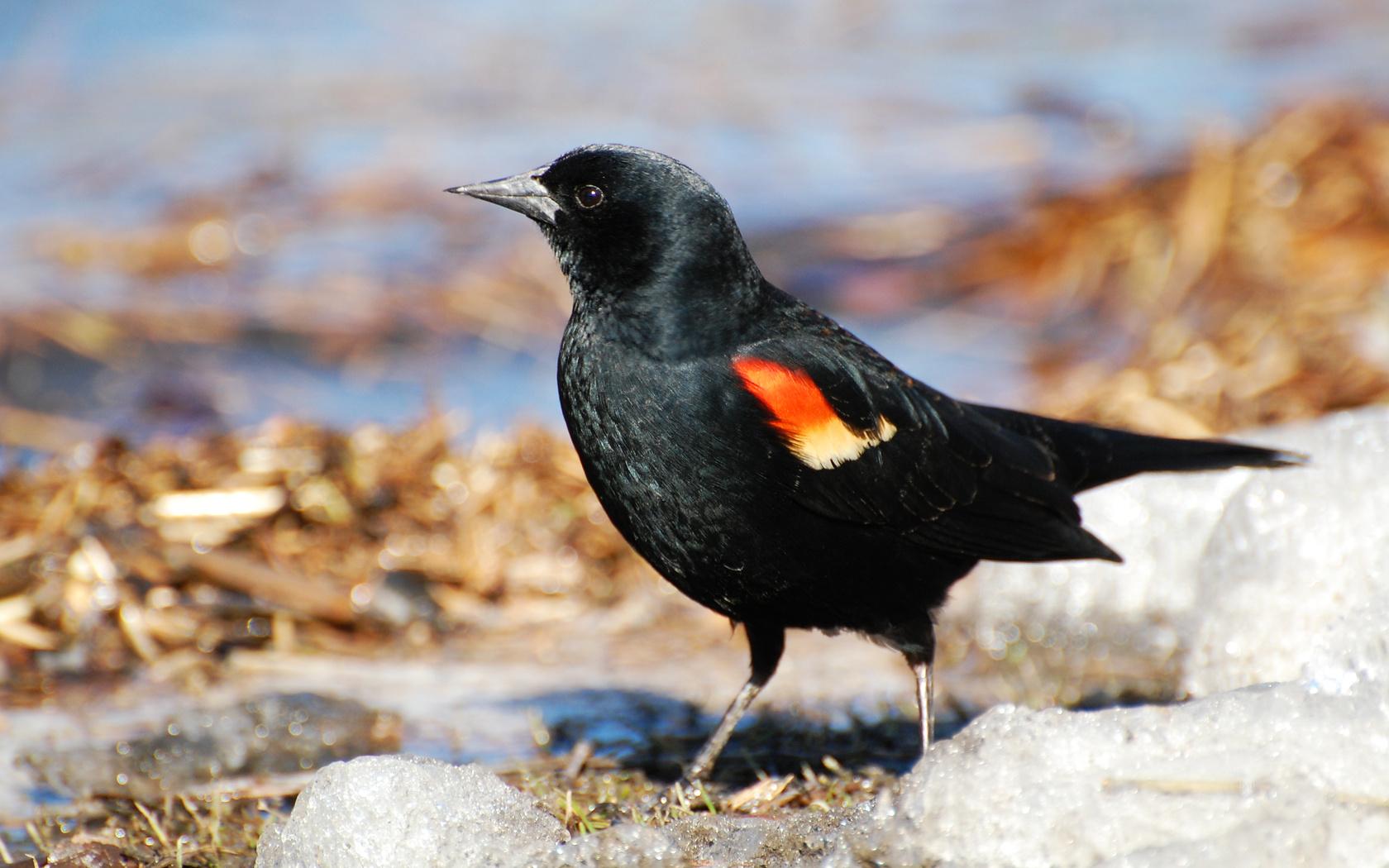 Suzanne Britton Nature Photography: Red Winged Blackbird