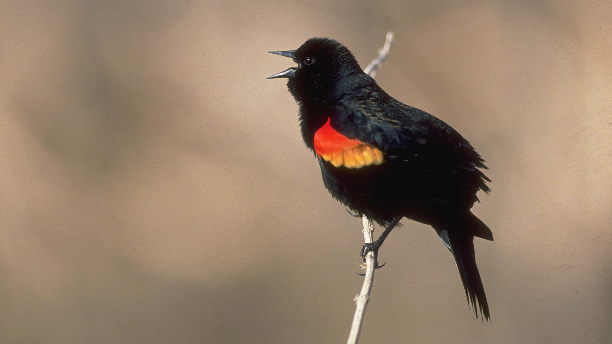 Smoking' Amorous Red Winged Blackbird Captured