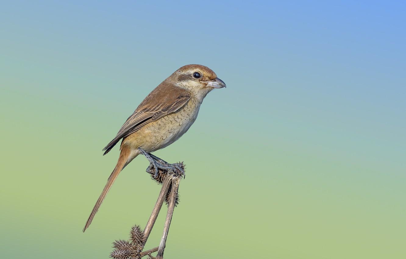 Wallpaper bird, thorn, Isabelline Shrike image for desktop