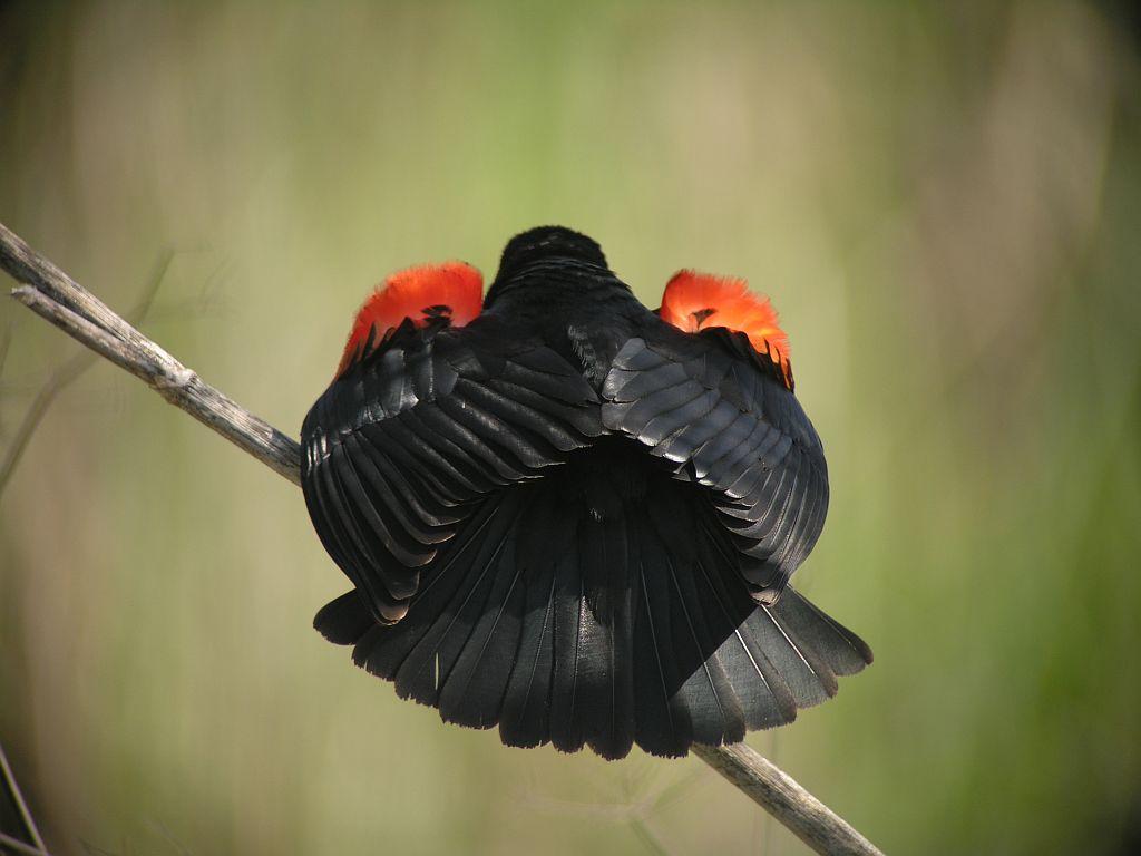 Red Winged Blackbird (gubernator Ssp)