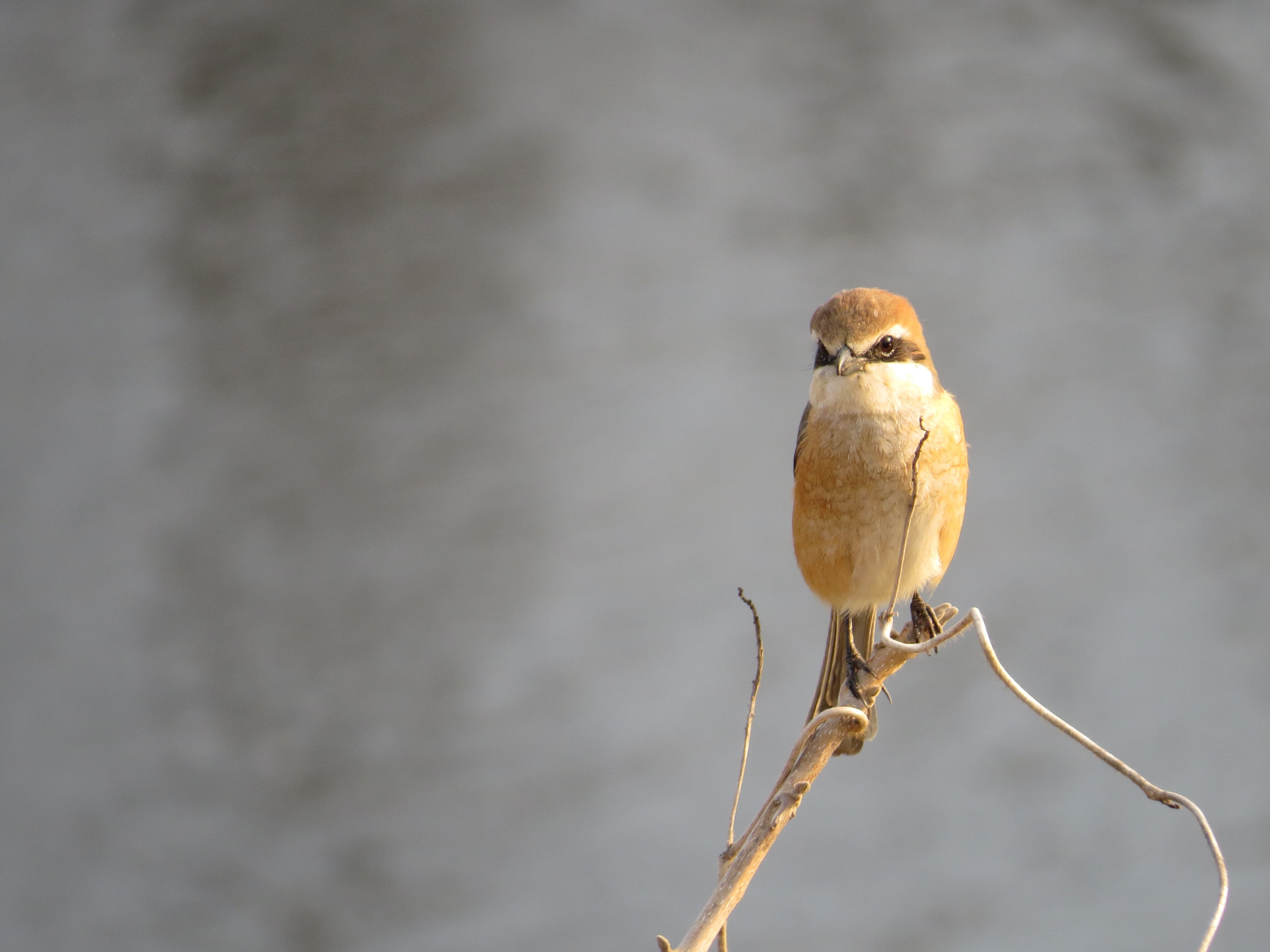 Shrike Picture. Download Free Image