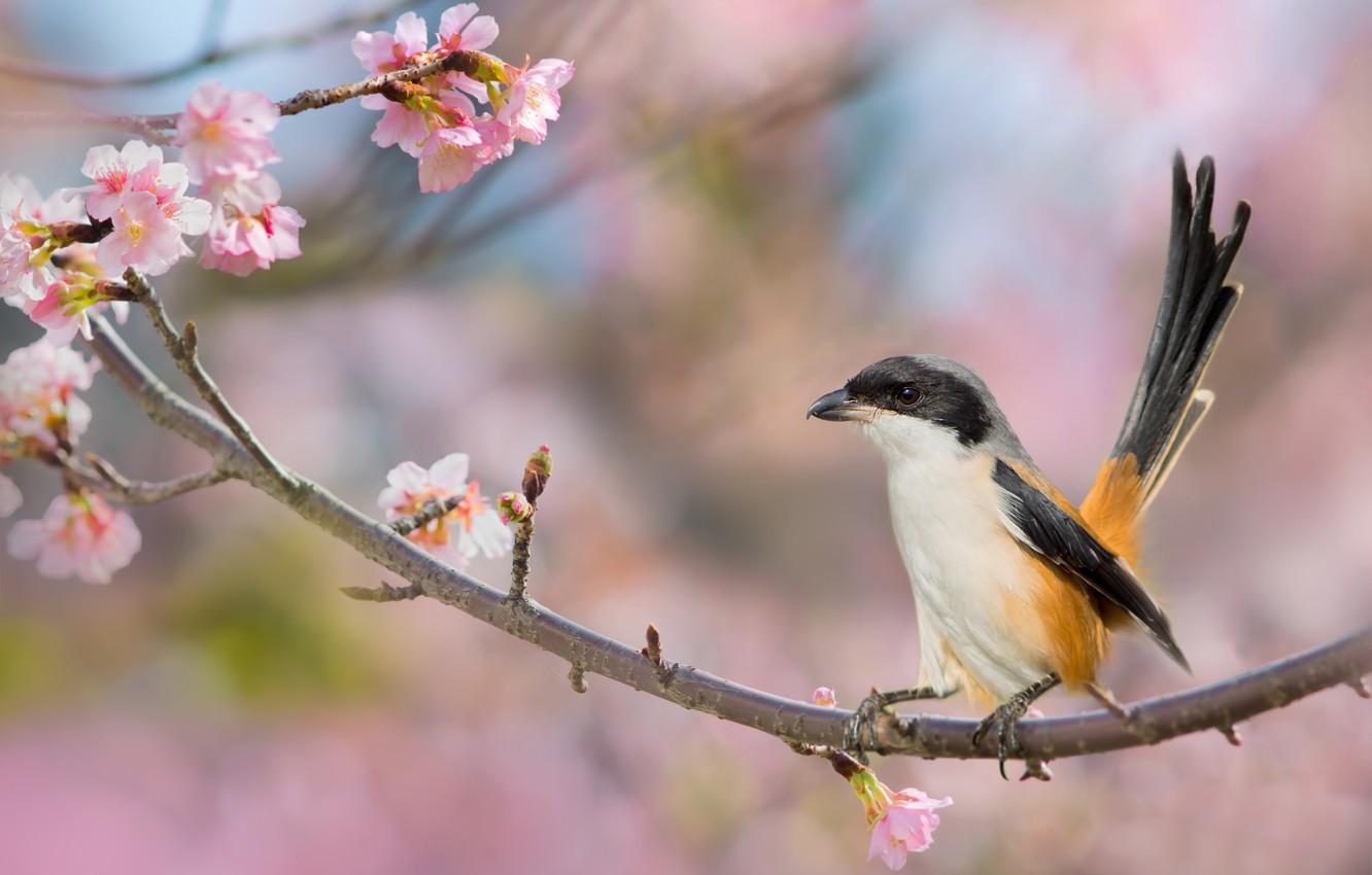Wallpaper cherry, background, bird, branch, spring