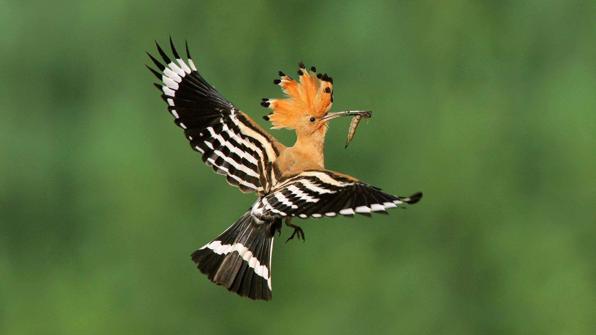 Hoopoe HD Wallpaper and Background Image