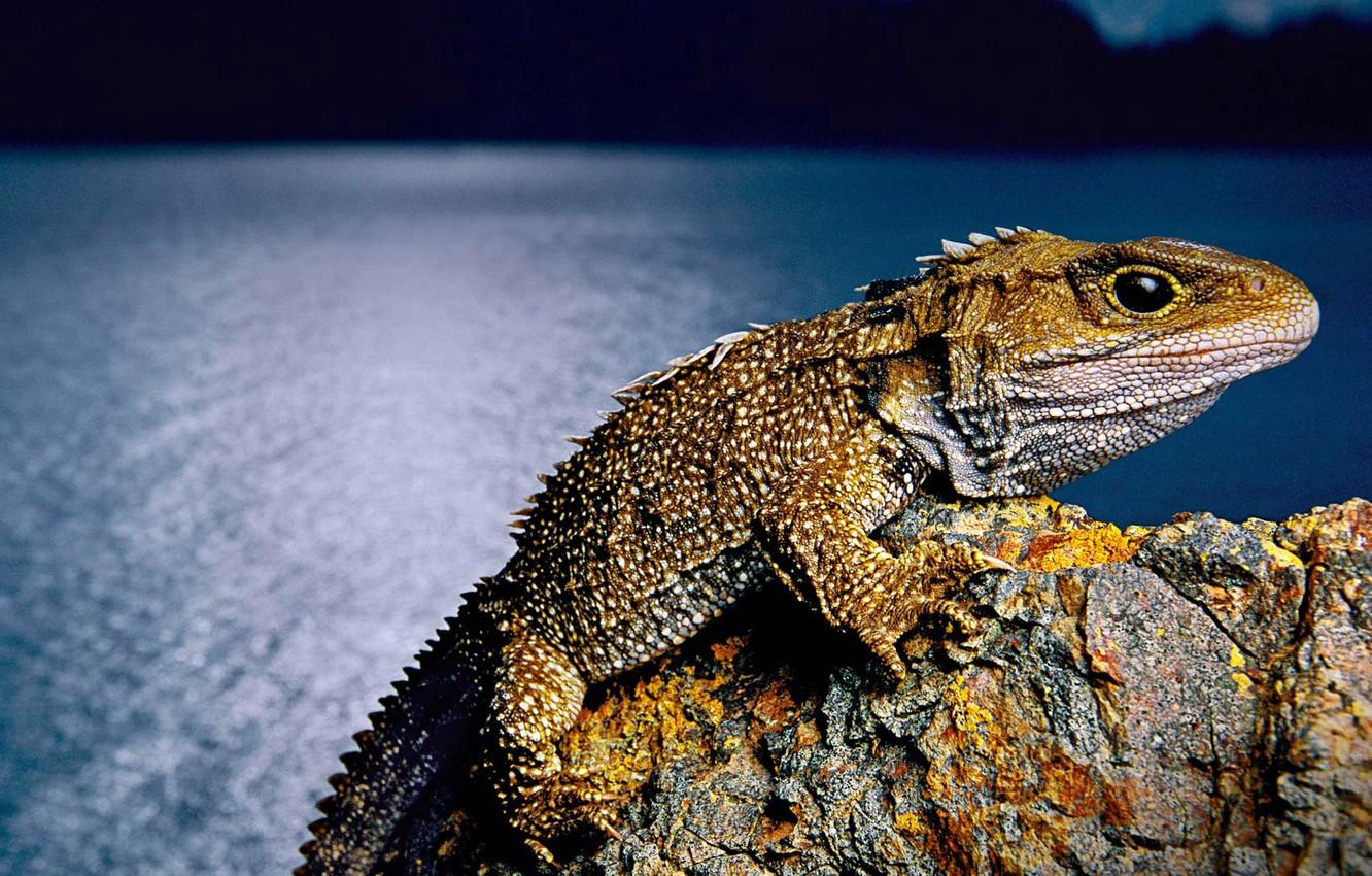 Wallpaper New Zealand, lizard, reptile, tuatara, clubology