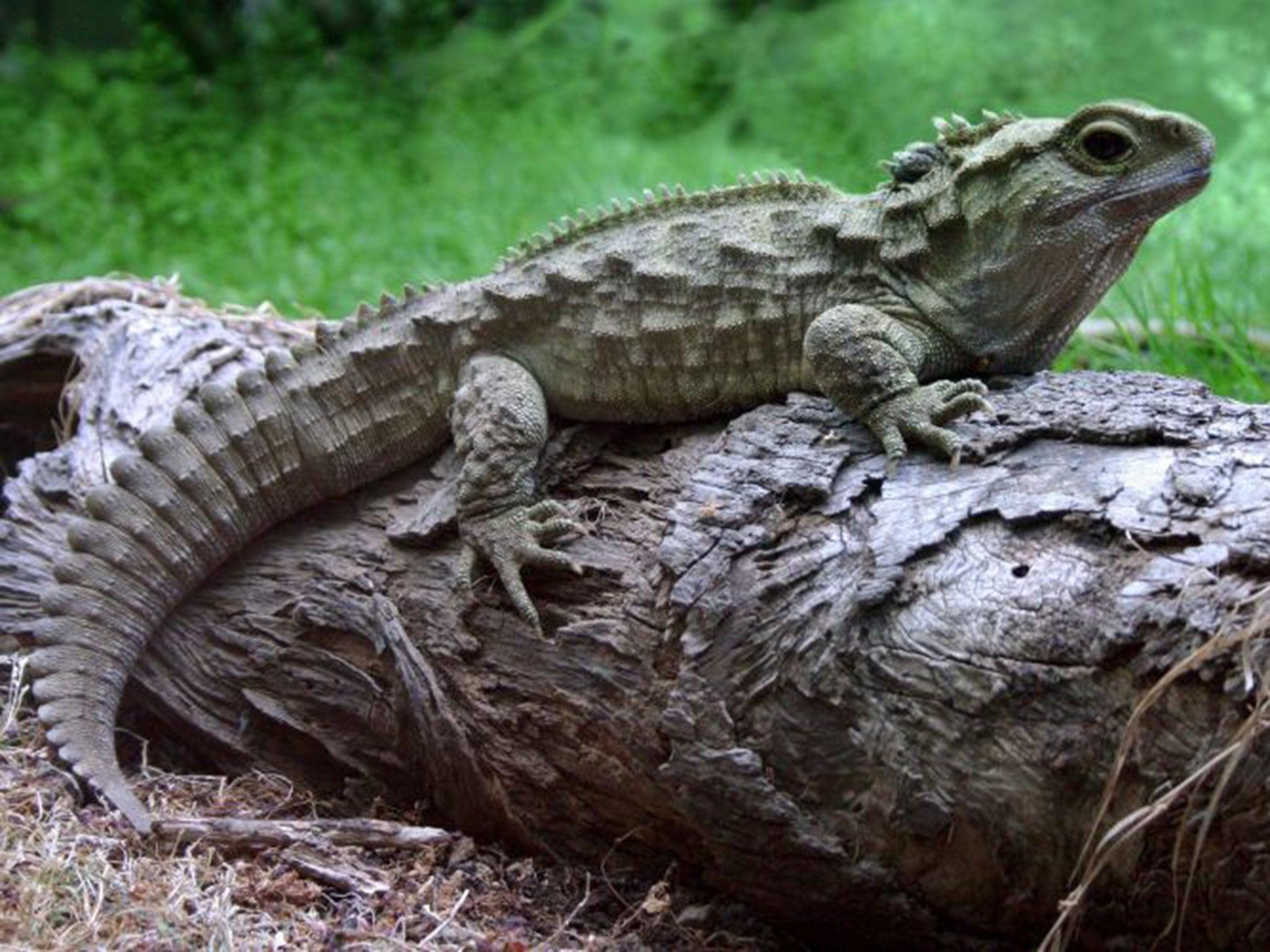 Tuatura: Lizard Like Reptile Takes 38 Years To Lay An Egg