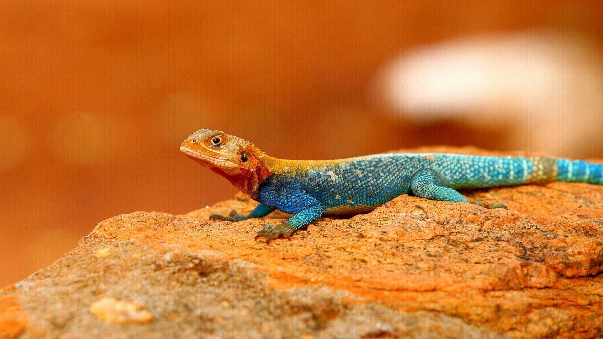Agama HD Wallpaper and Background Image