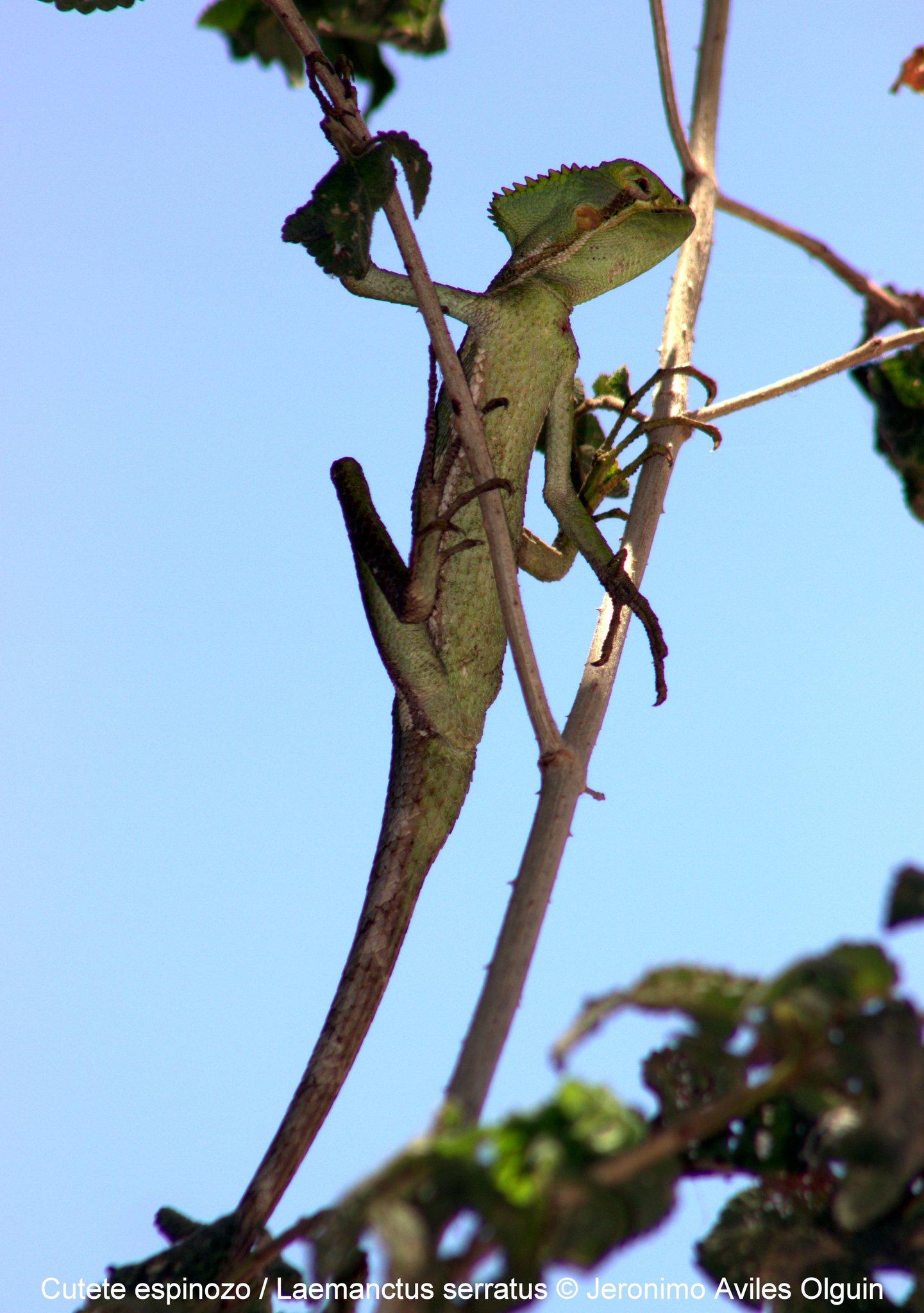 Casquehead Iguanas (Genus Laemanctus) · iNaturalist.ca
