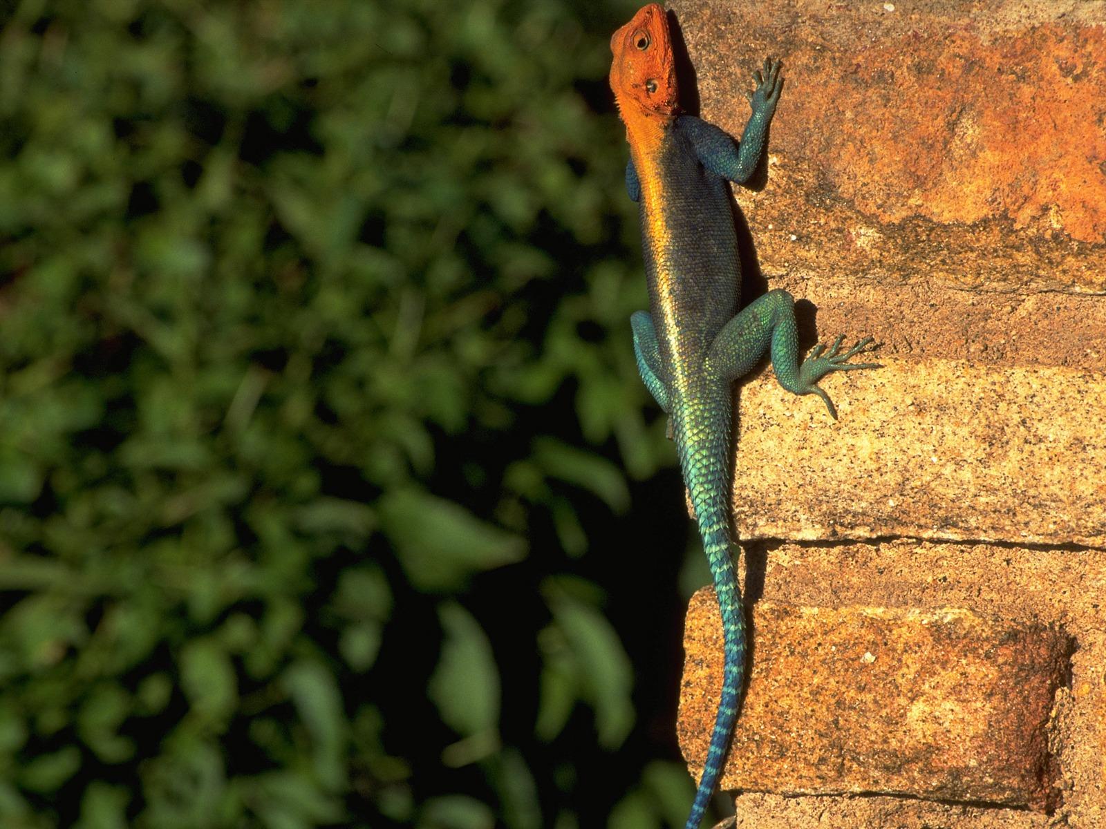 Red headed Rock Agama Wallpaper Other Animals Wallpaper