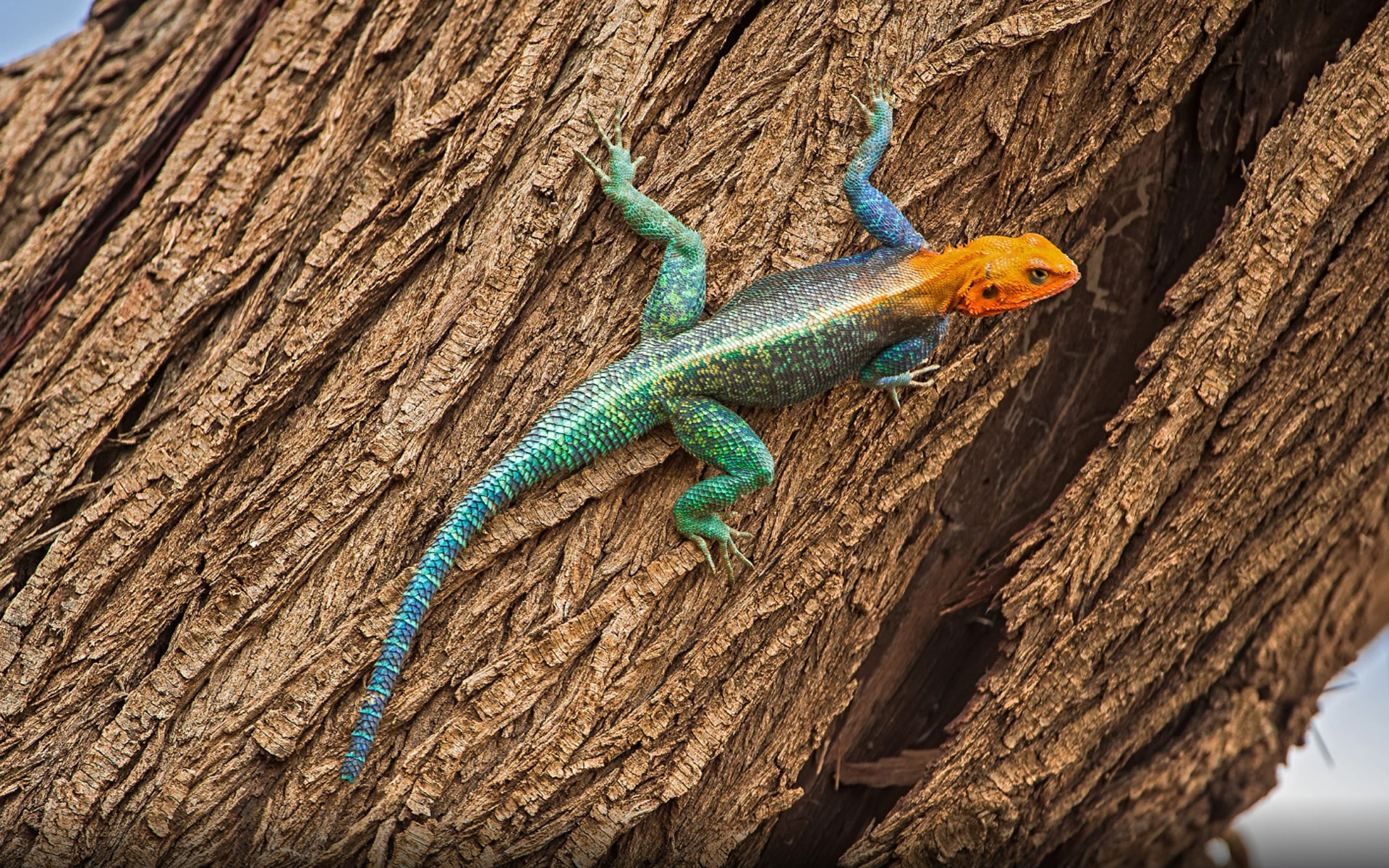 Agama Lizard On Tree In East Africa Lizard With Red Head