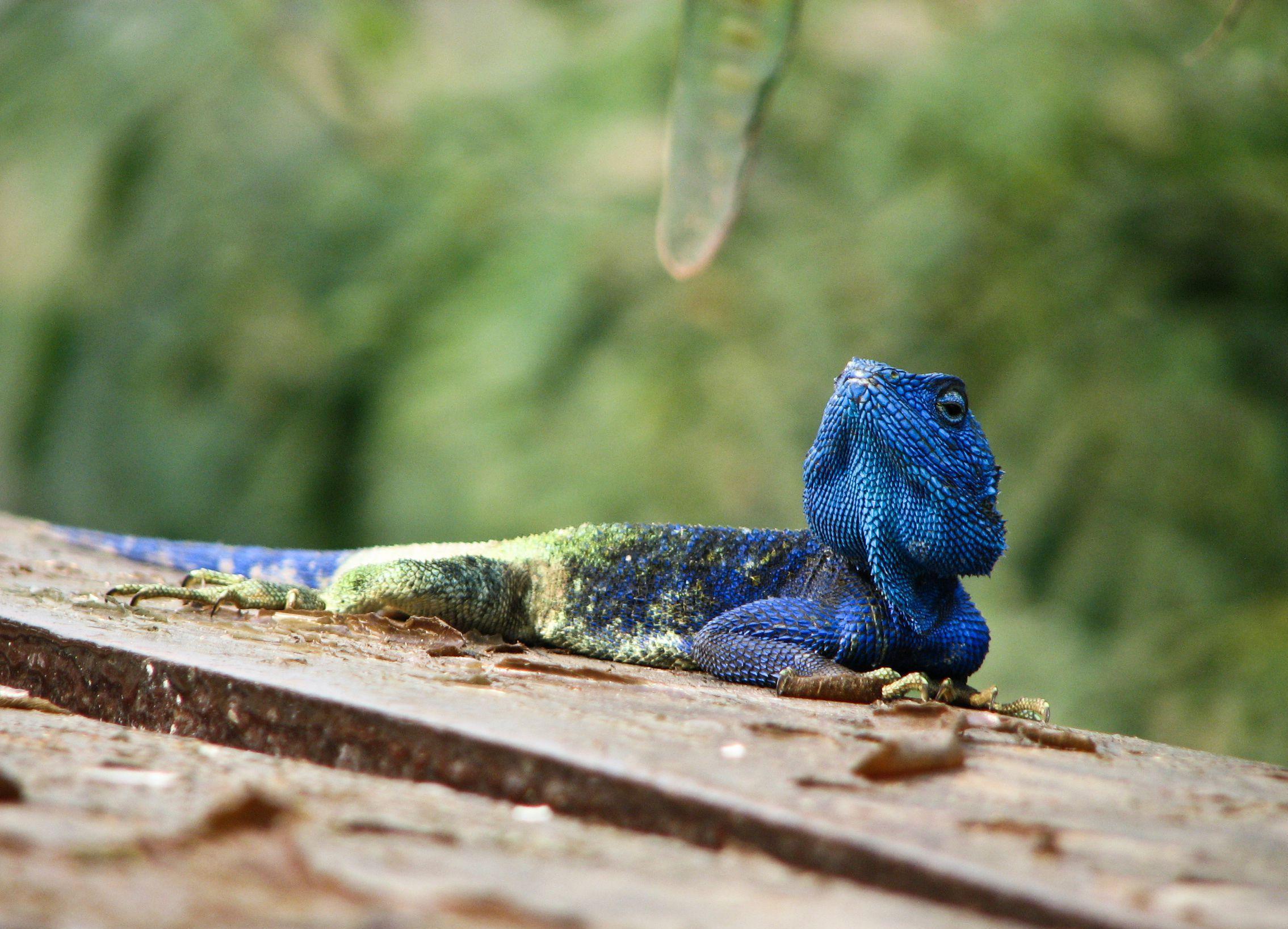 Agama Wallpaper Background