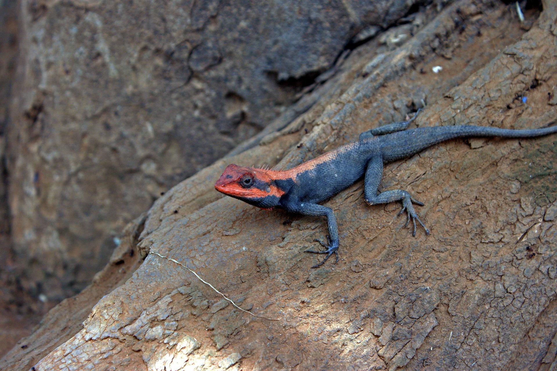 Agama lizard Wallpaper HD for Android