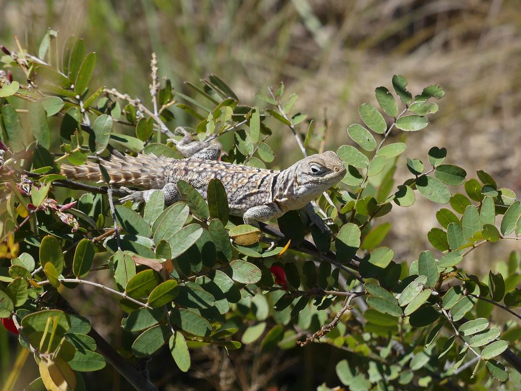 The World's Best Photo of lizard and madagascar