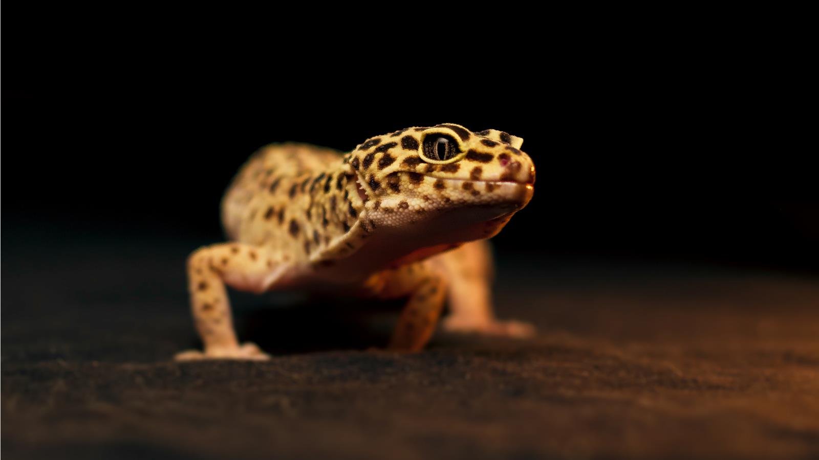 Gecko Wallpaper. Gecko Lizard
