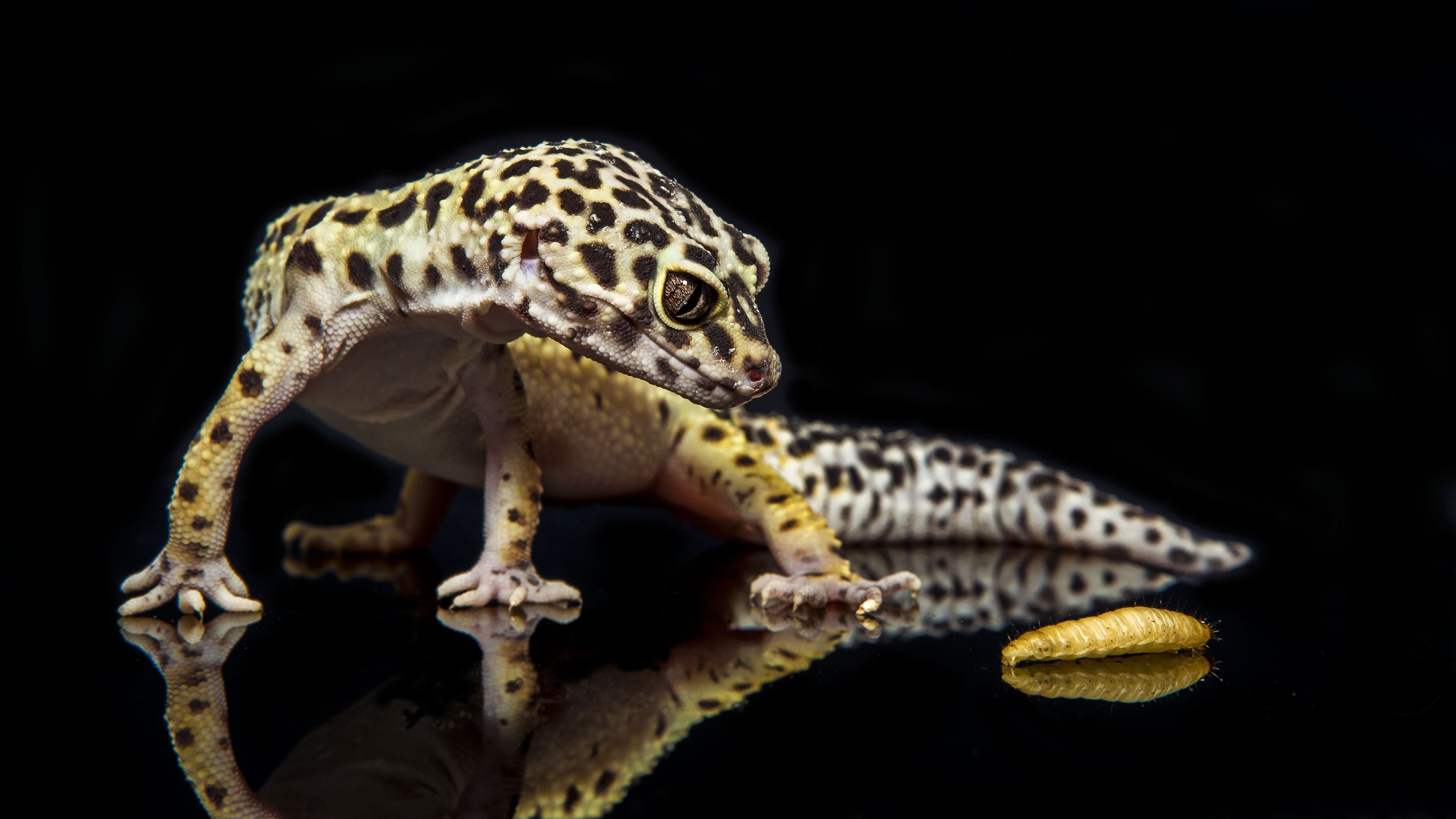 free wallpaper and screensavers for leopard gecko. Animal
