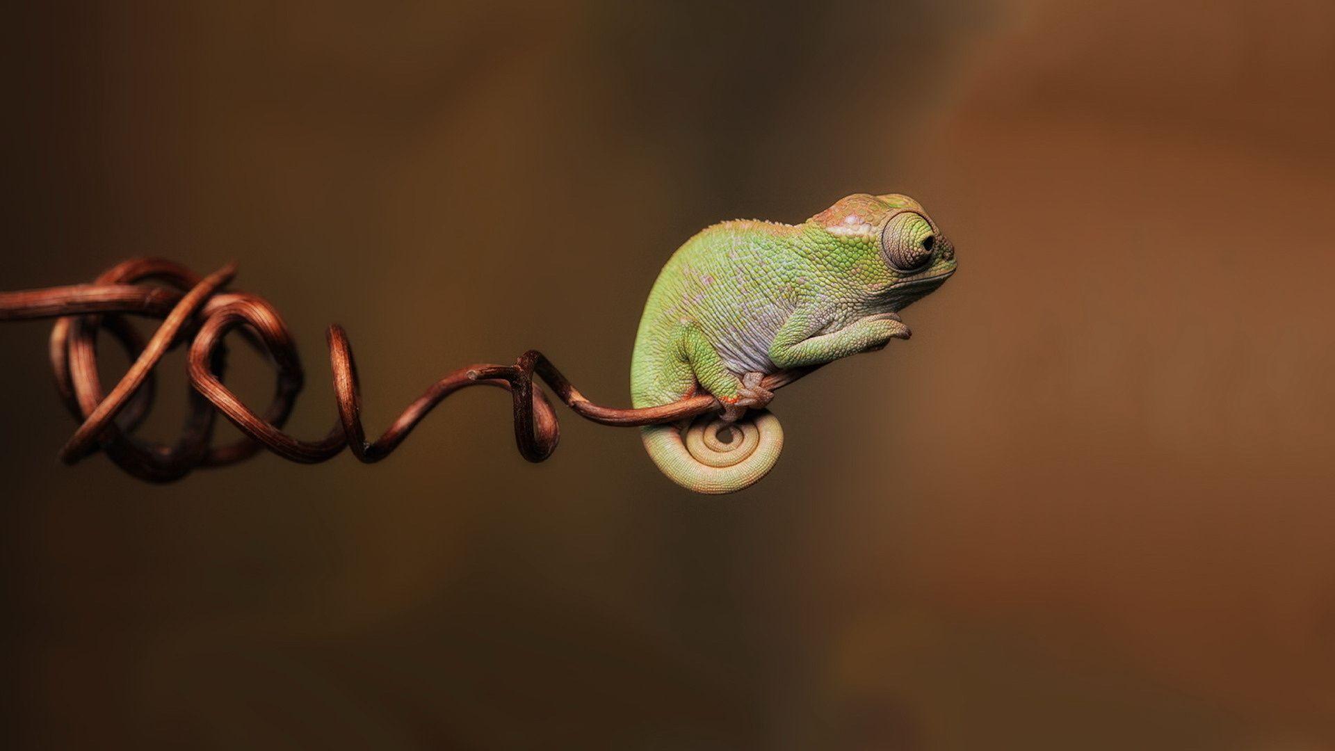 Gecko Wallpaper Desktop Gliders Leopard Picture. Chameleon