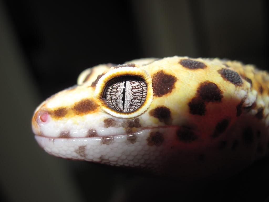Leopard Gecko Eye, HD Wallpaper & background Download