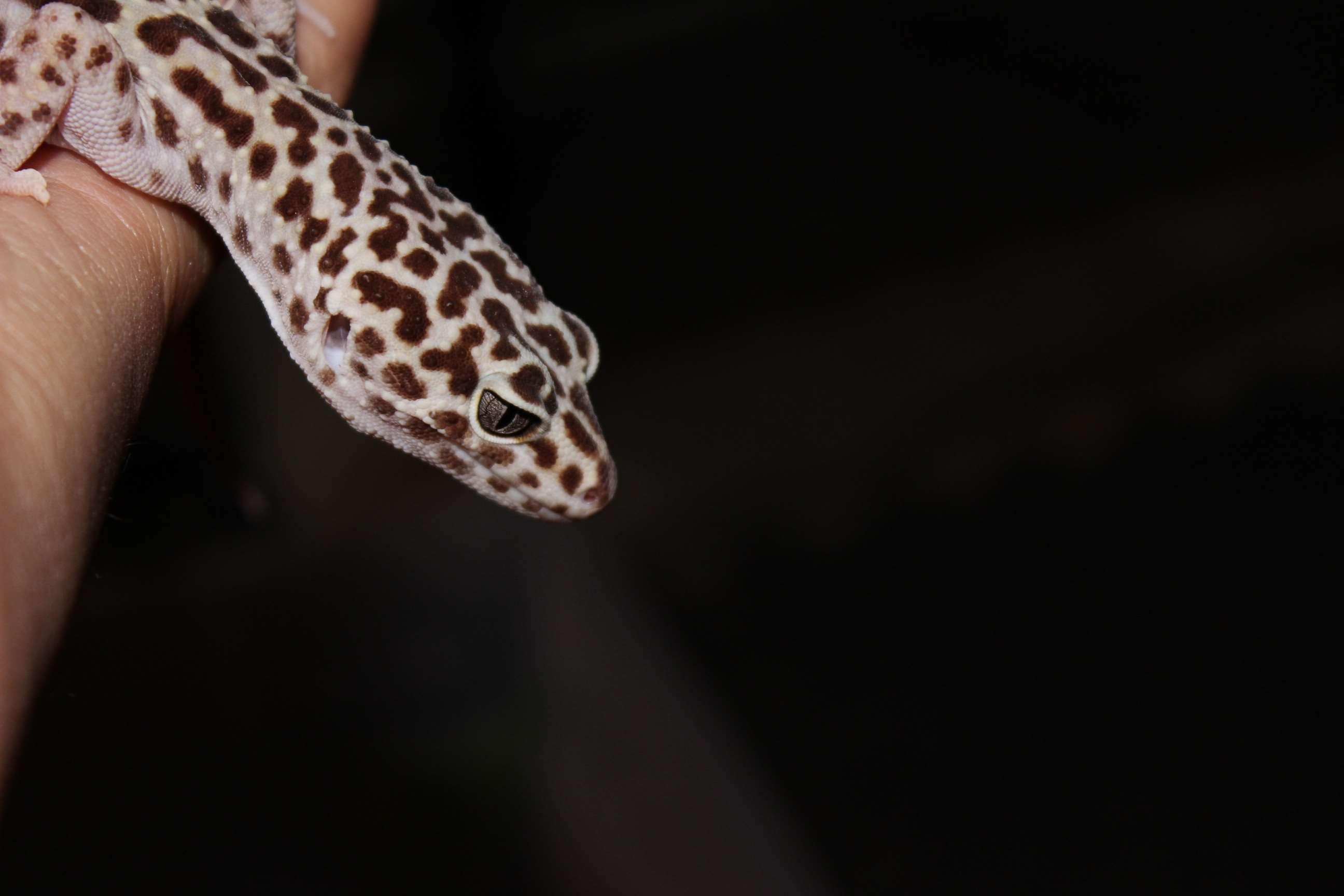 black, black background, gecko, leopard gecko