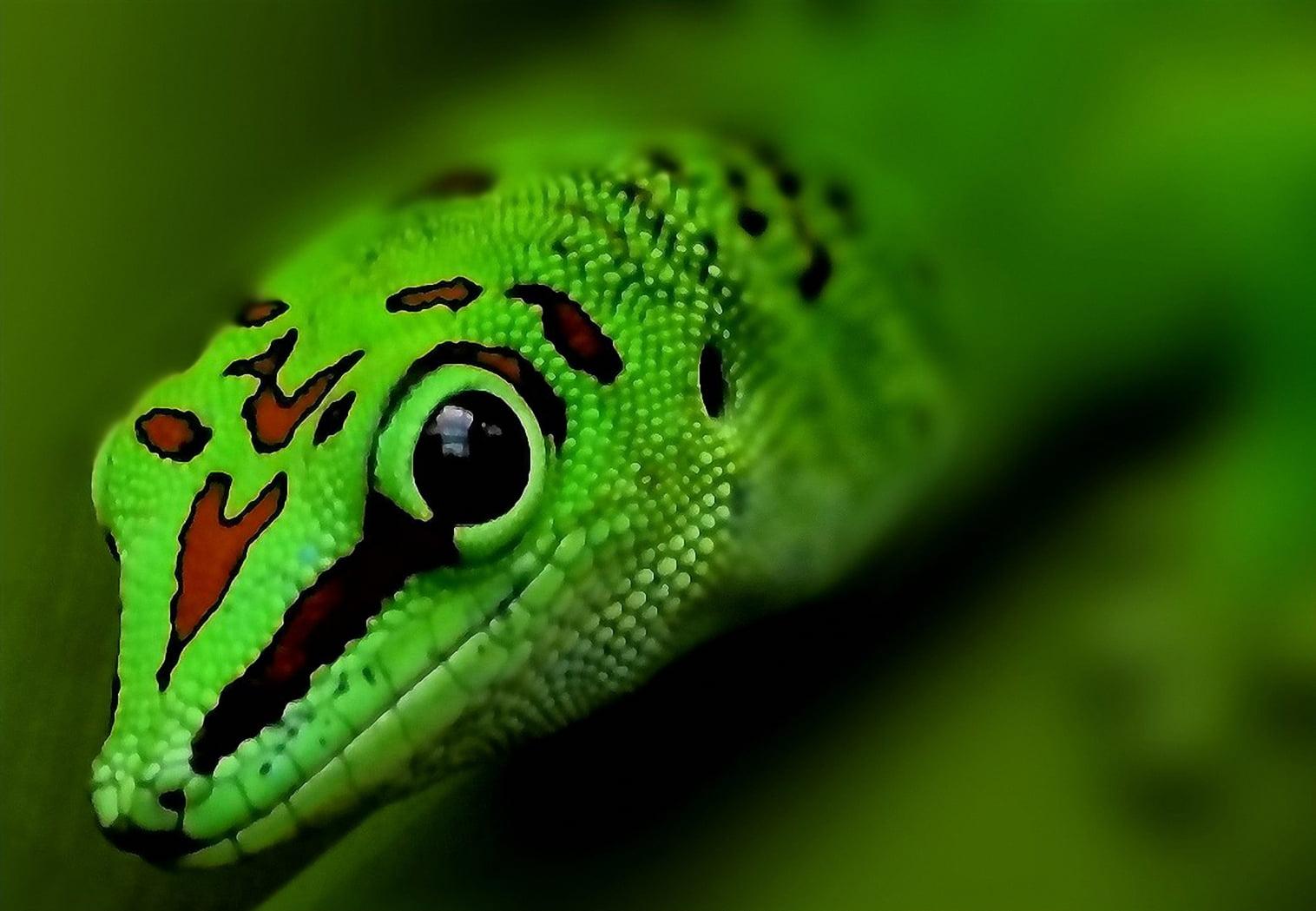 Selective focus of green leopard, gecko HD wallpaper