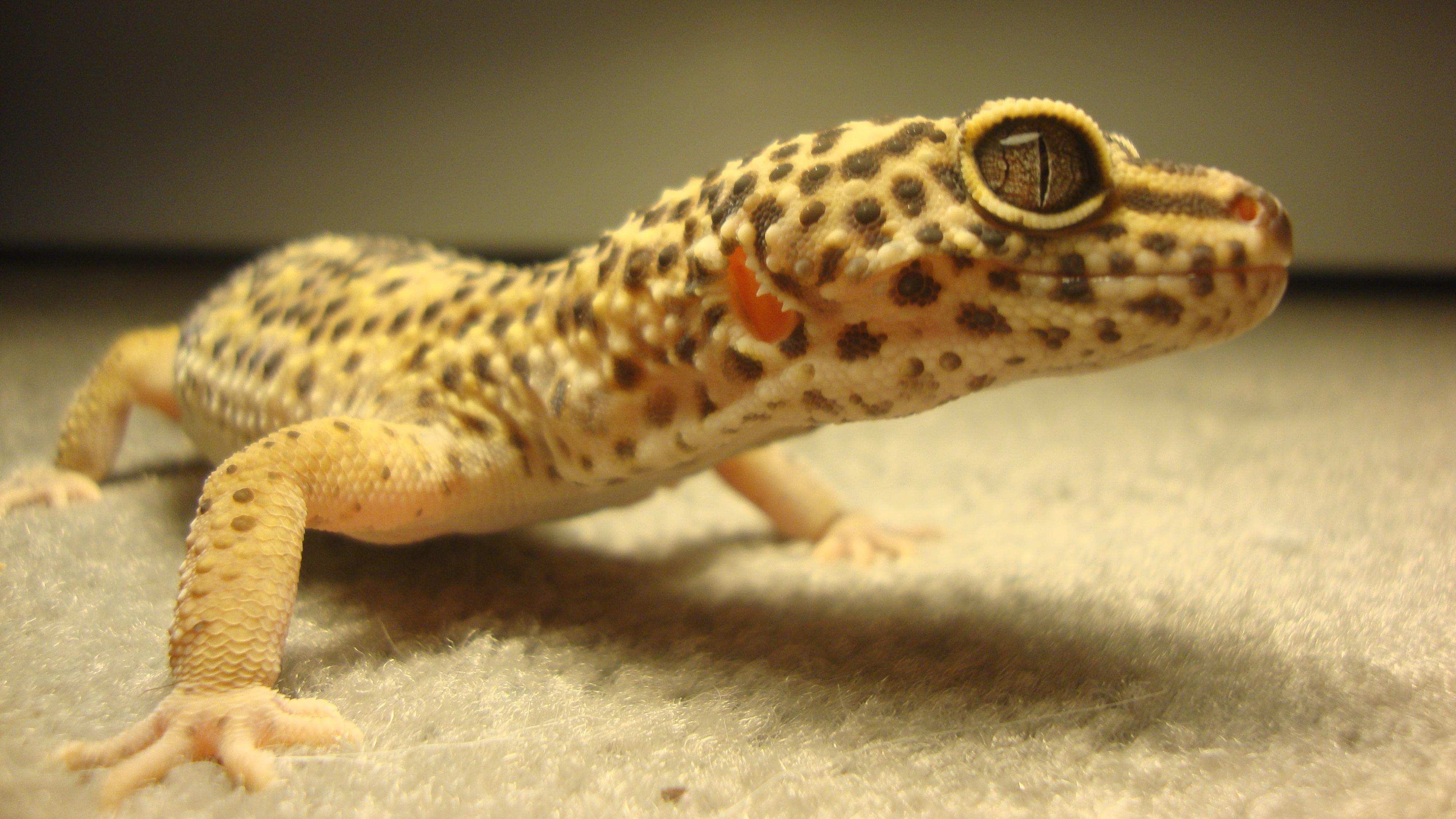 Leopard Gecko 4k Ultra HD Wallpaper Gecko 4k, HD