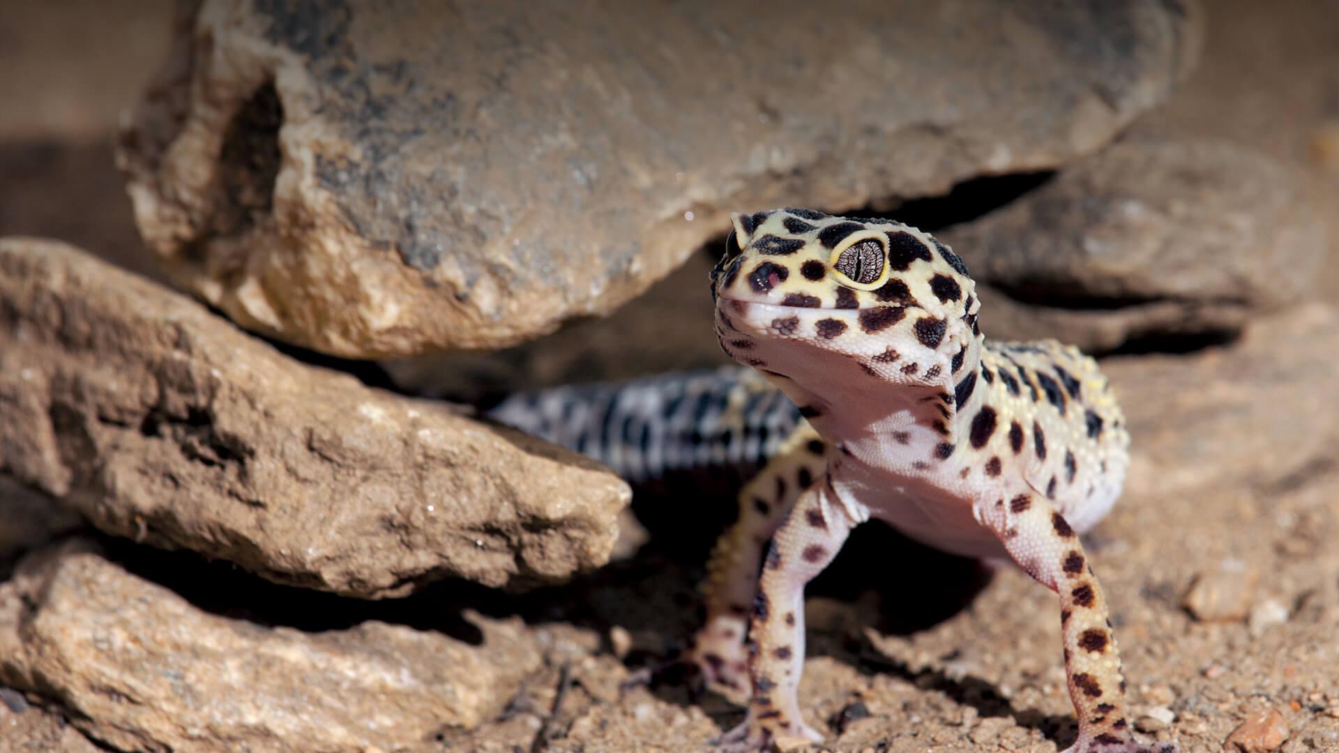 Leopard Gecko. San Diego Zoo Animals & Plants
