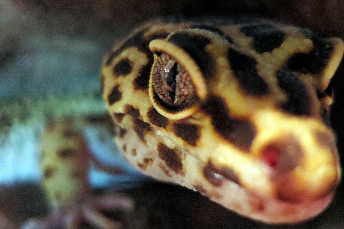 The Verge Review of Animals: the leopard gecko