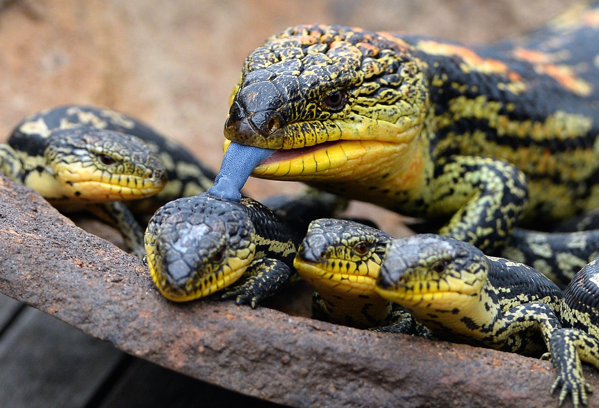 Skink family. Lizard, Blue tongue skink, Amphibians