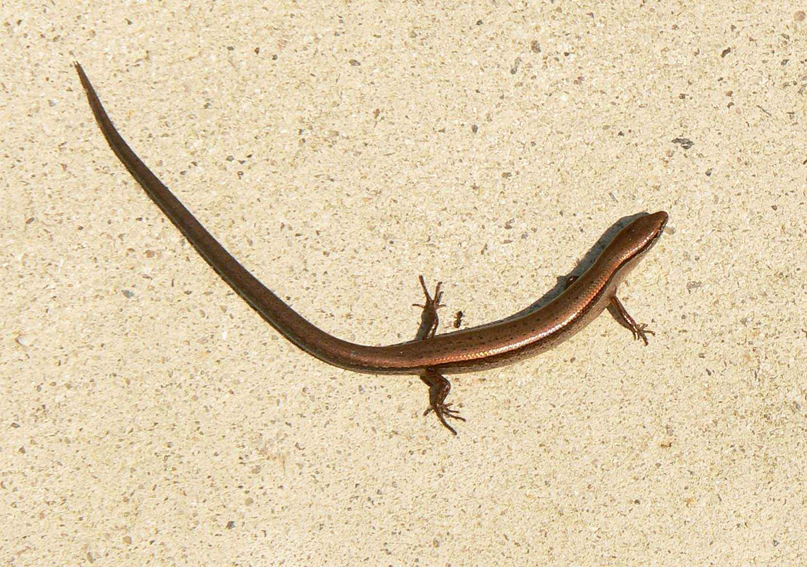 Free picture: little, brown, skink, ground, skink, scincella